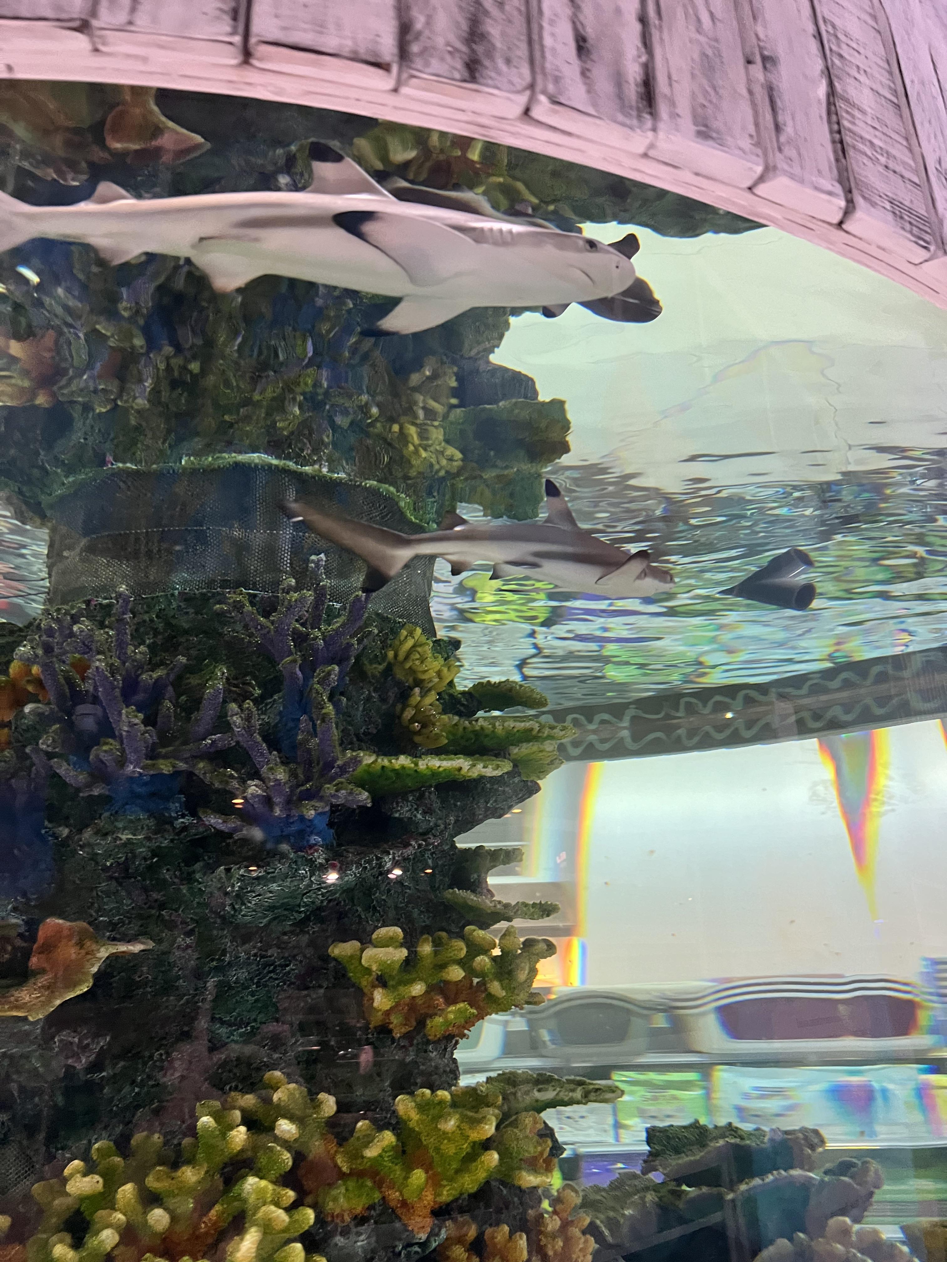 My local pet store sell sharks r/Aquariums