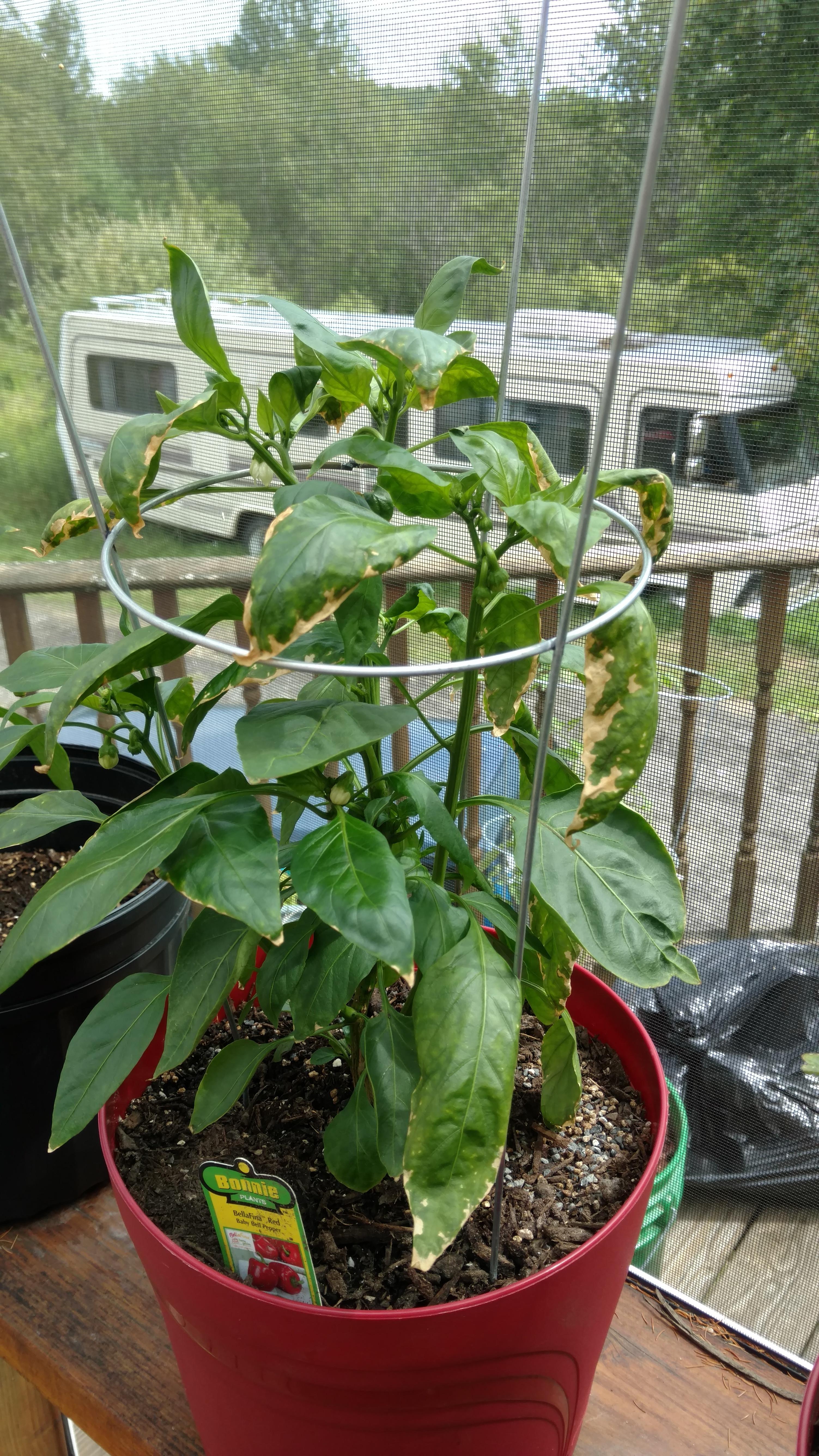 Mini red bell pepper plant, fruit looks good, whats wrong with the
