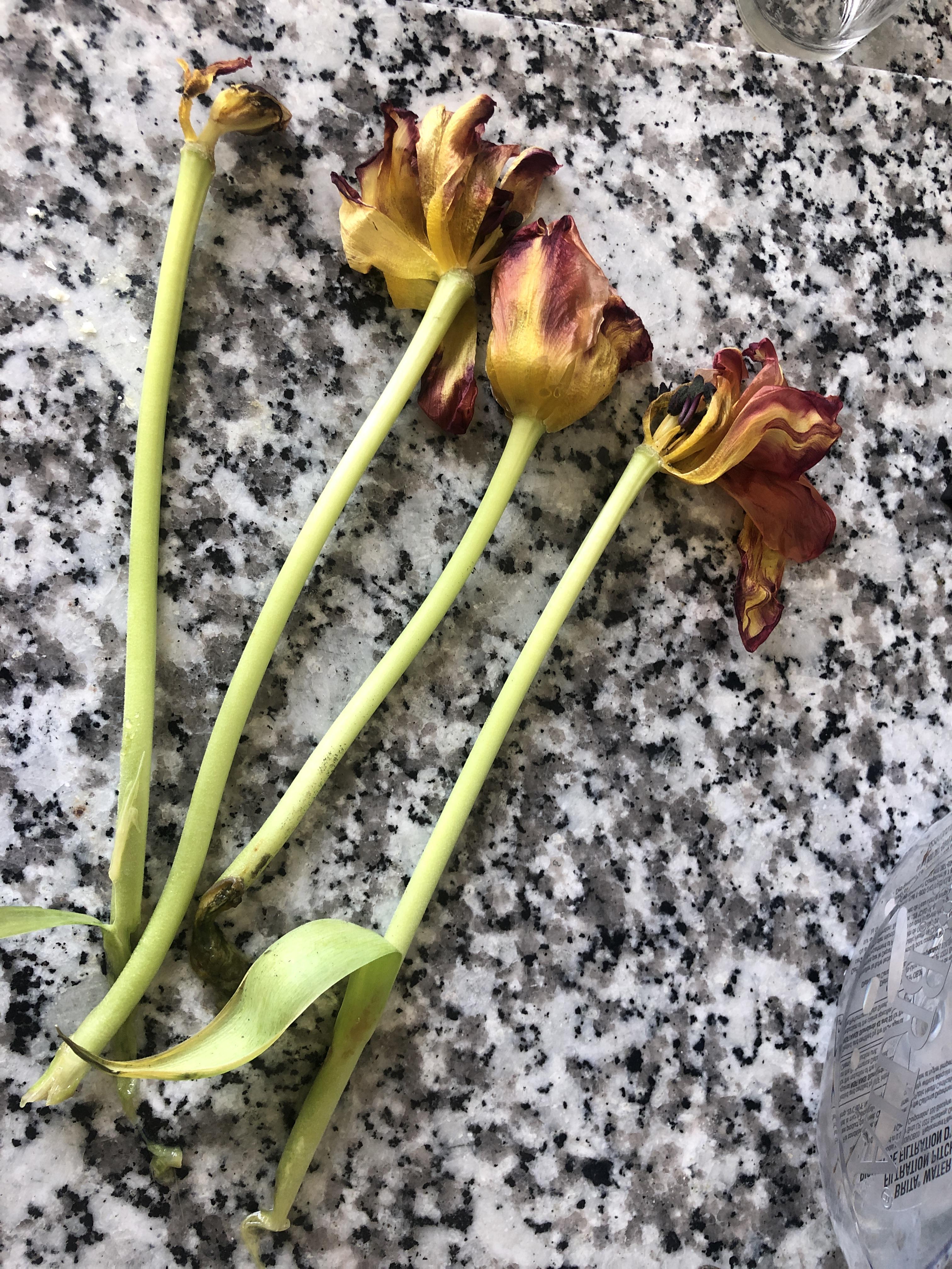 Can I cut and replant tulip stems from dying bouquet? r/gardening