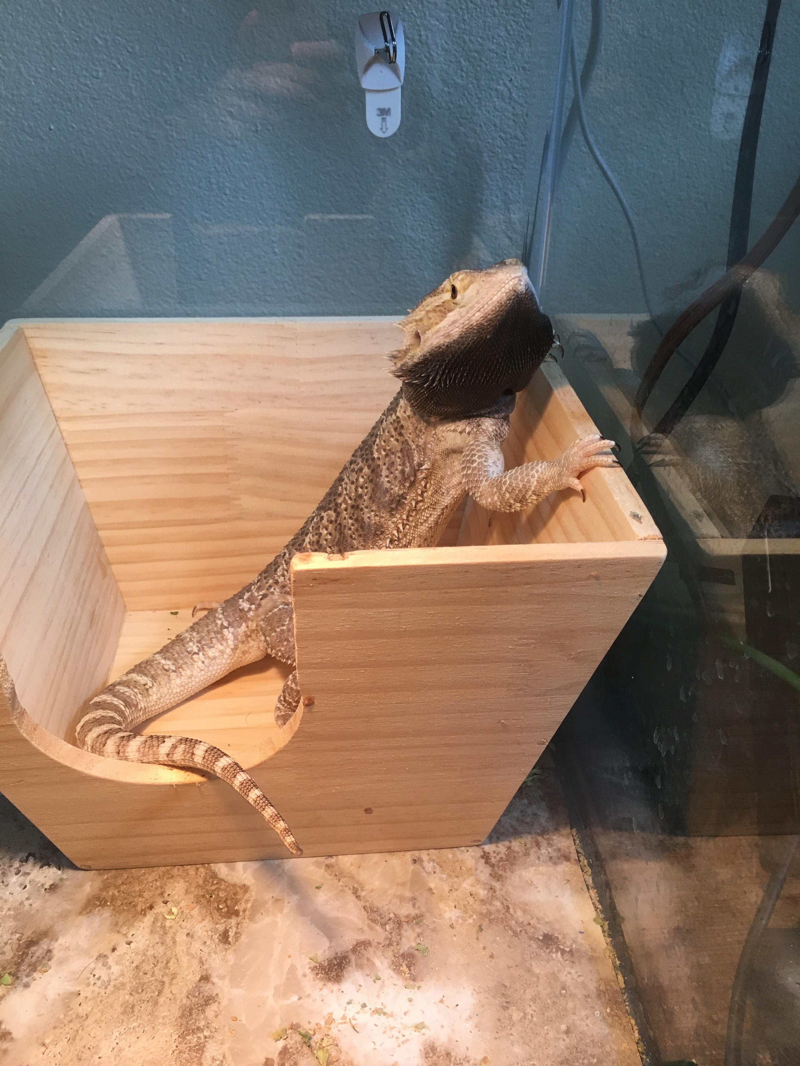 Update on turning my beardies house upside down to force him to get UV