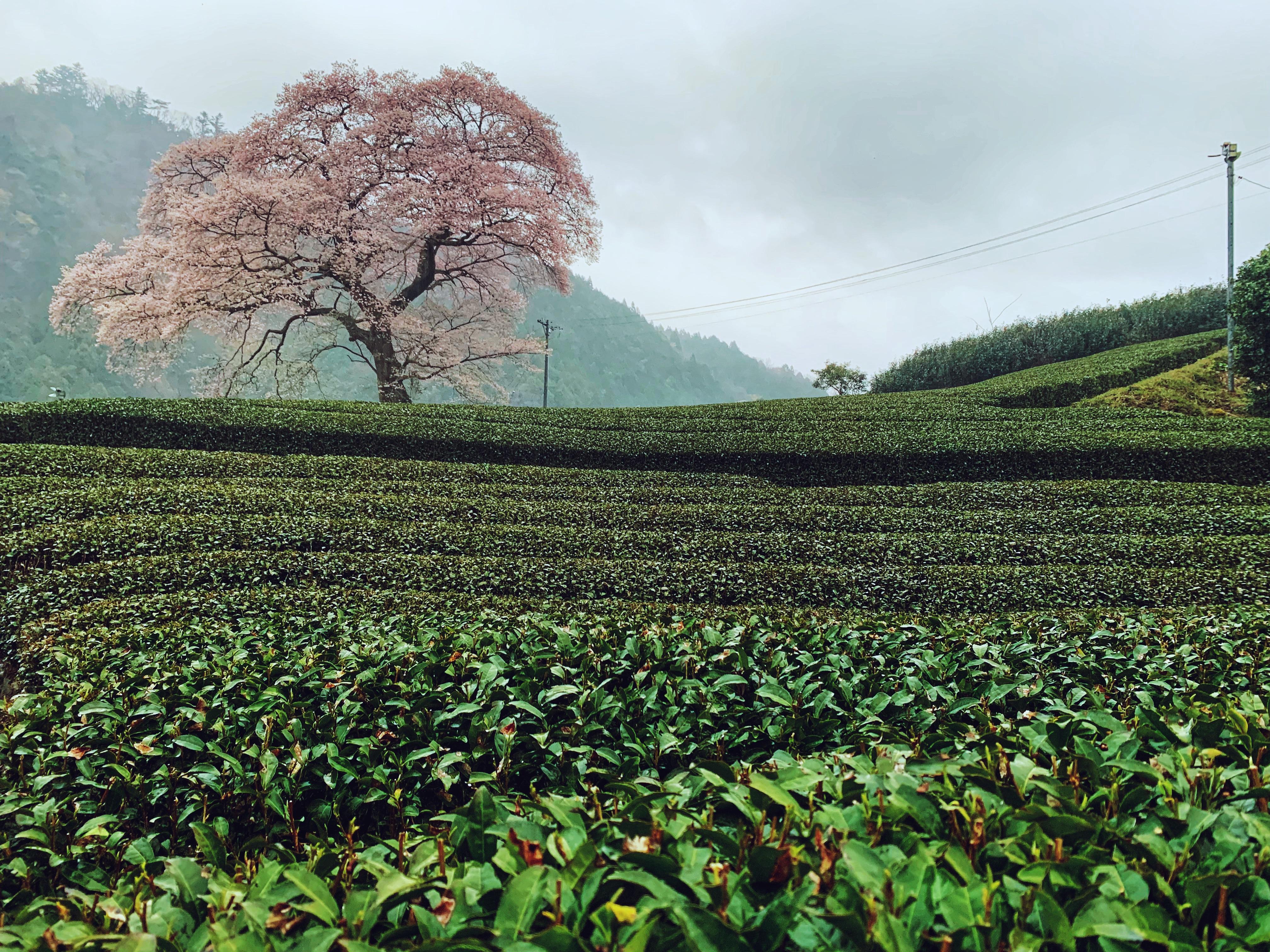 sakura tree in a green tea plantation. r/japanpics