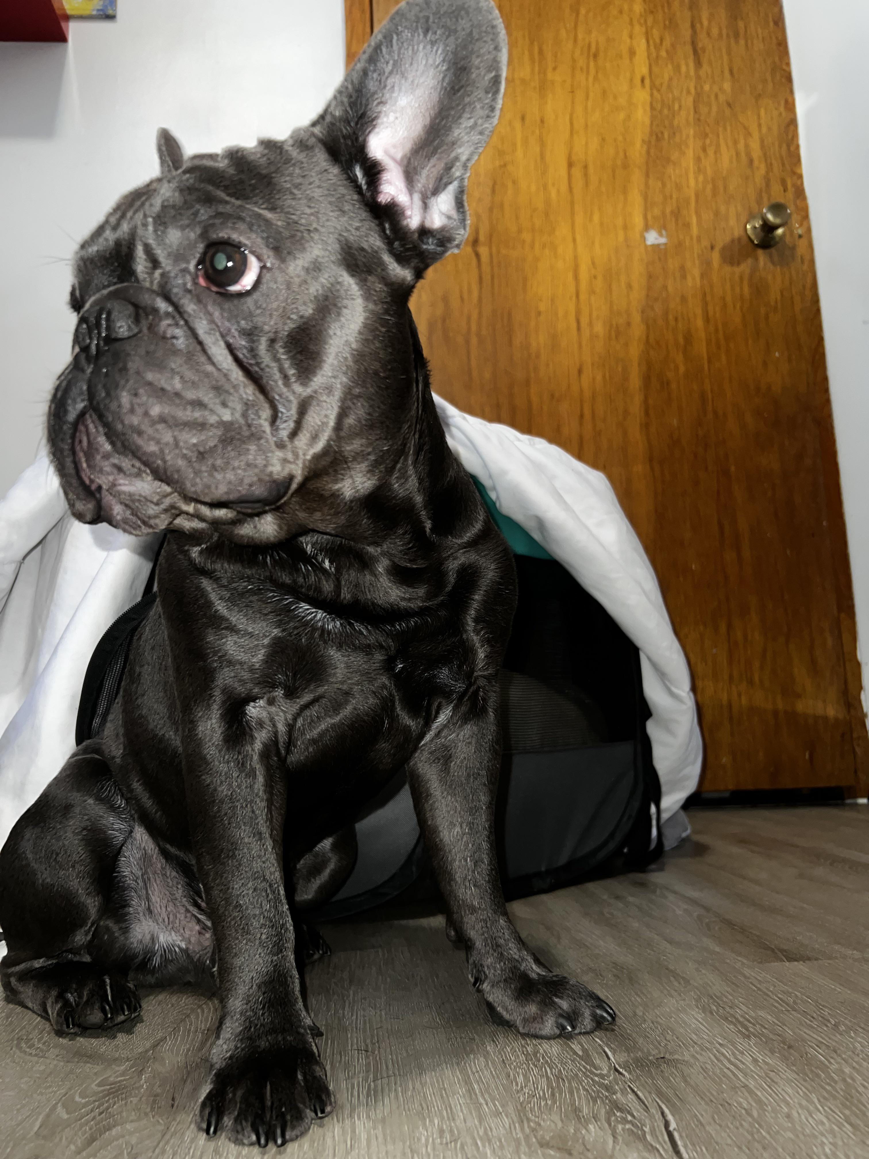 How Do I Stop My French Bulldog From Having Diarrhea