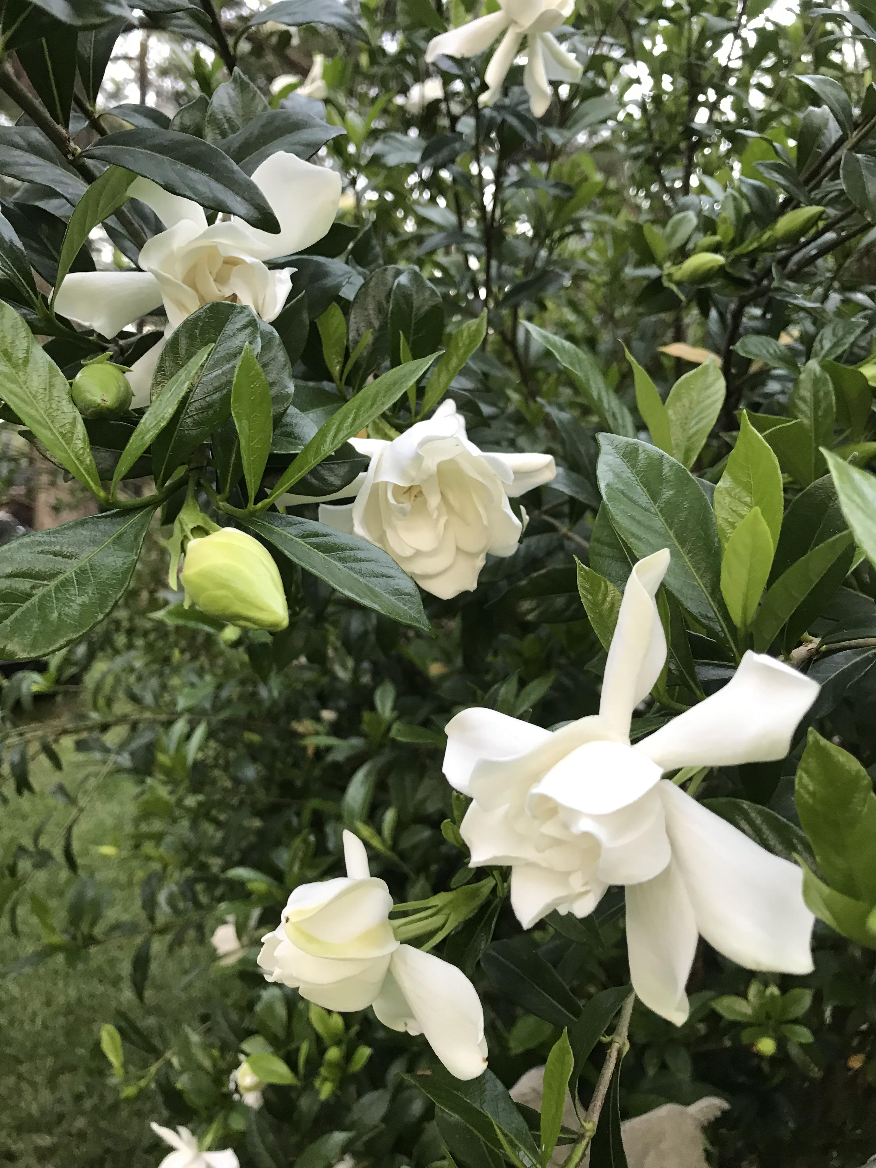 Gardenias starting to bloom. r/gardening