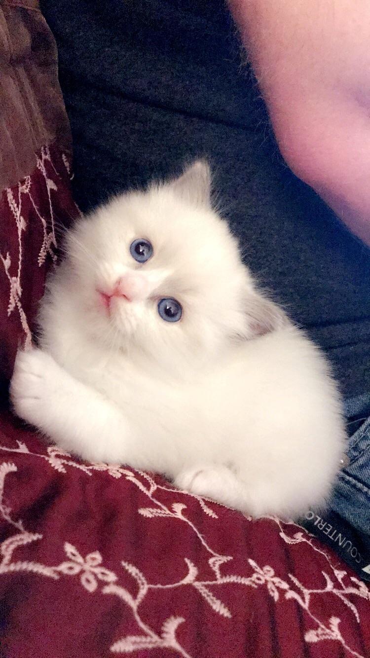 5 week old blue bicolor ragdoll kitten... so excited to bring him home