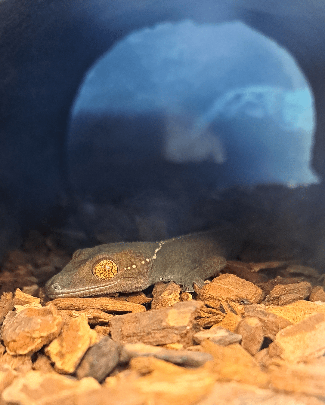 Shame he's at Petco but look at this beautiful Skunk Gecko! r/reptiles