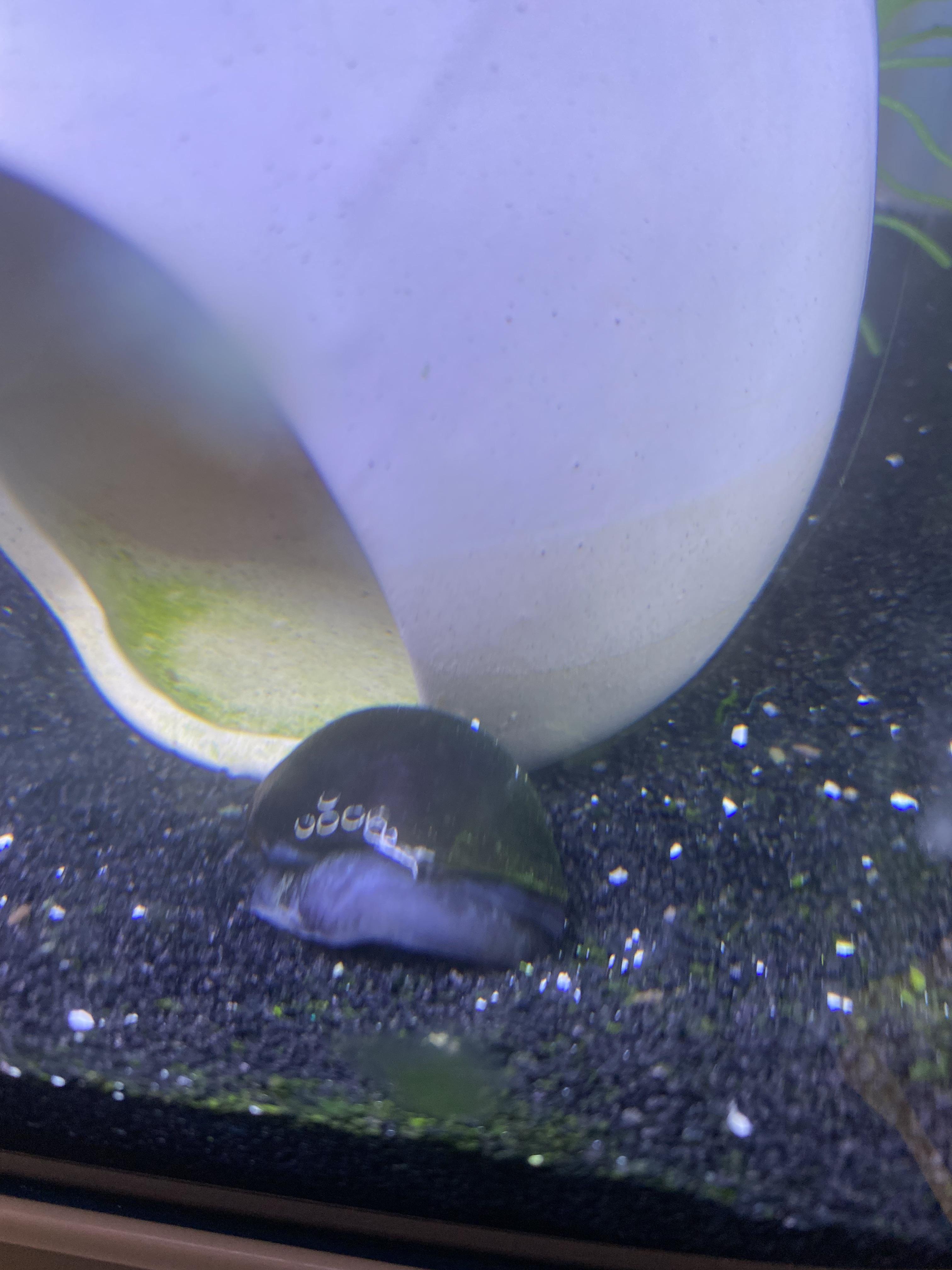 Is my nerite snail dead? r/shrimptank