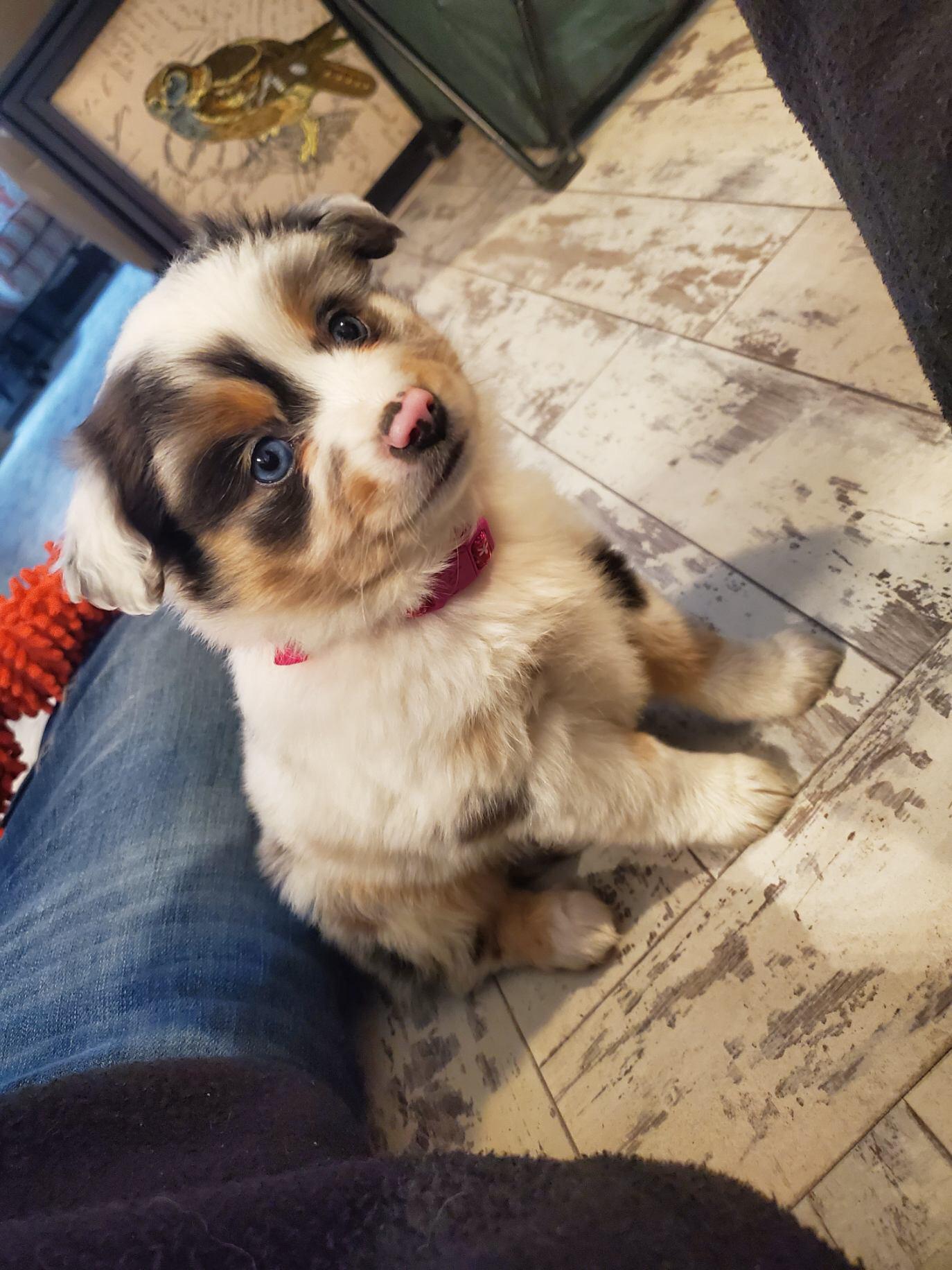 My coworkers mini Aussie border collie mix! Eyebleach
