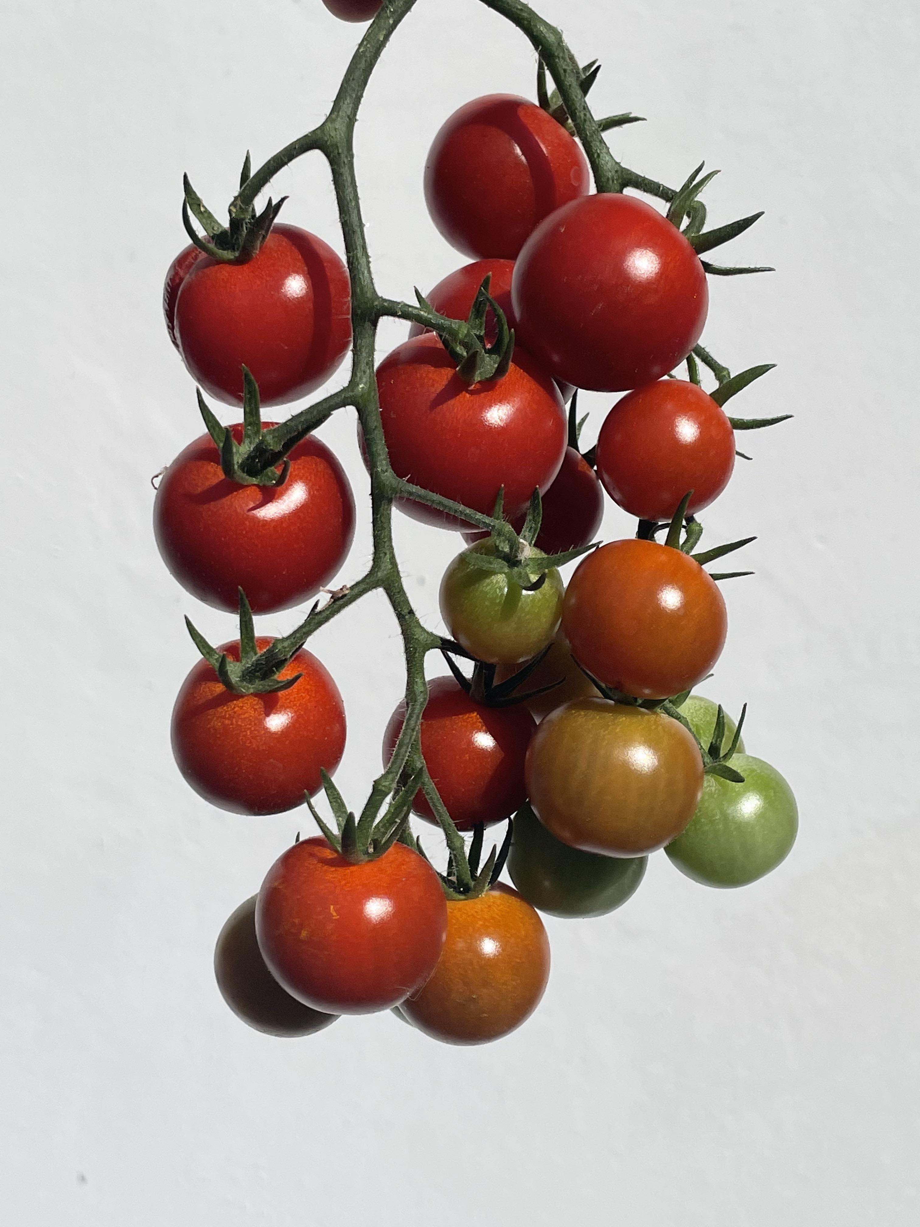 First Harvest Japanese Cherry Tomatoes r/gardening
