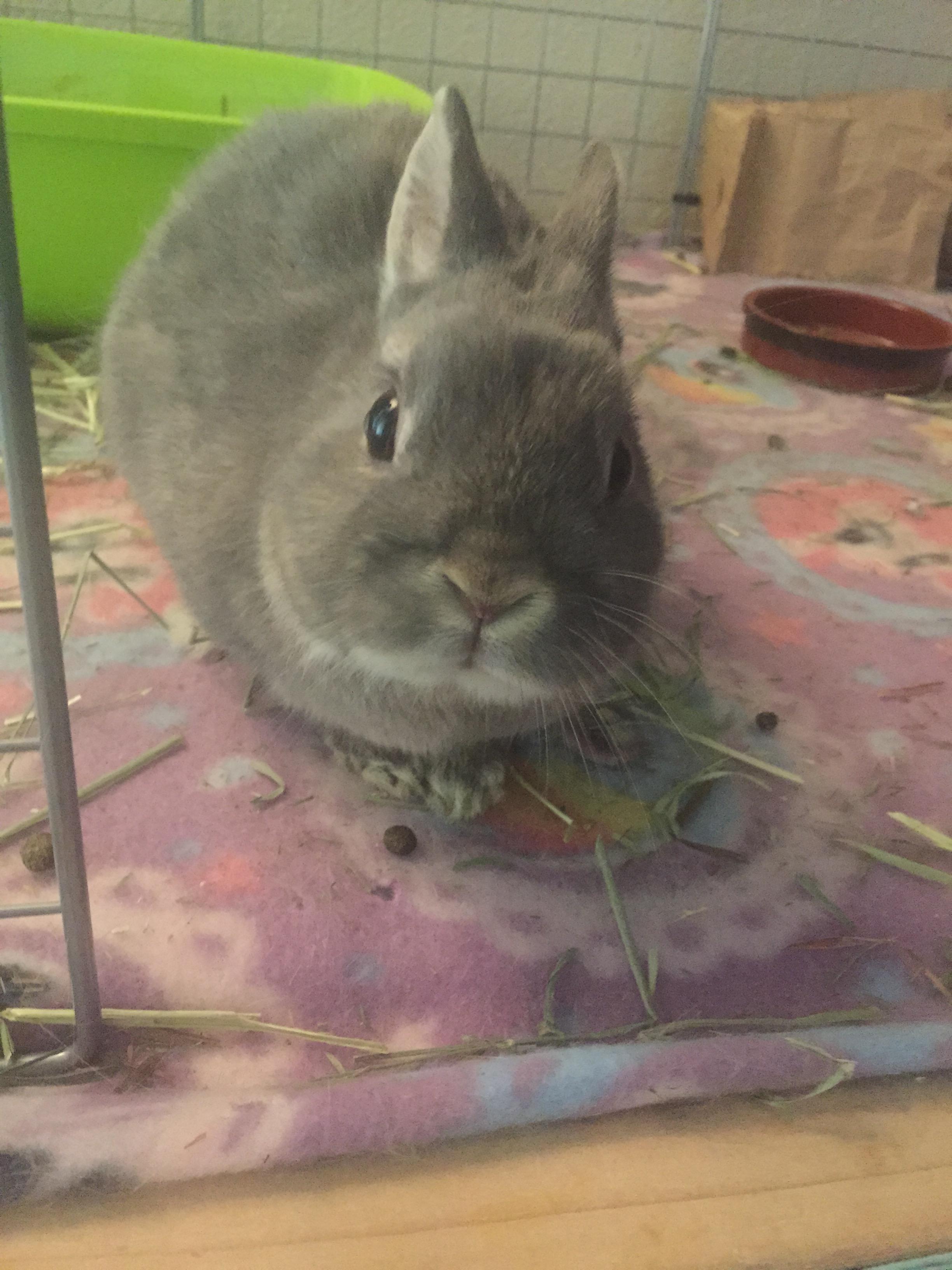 Care Of Netherland Dwarf Rabbits Lovetoknow Cute Bunny Pictures