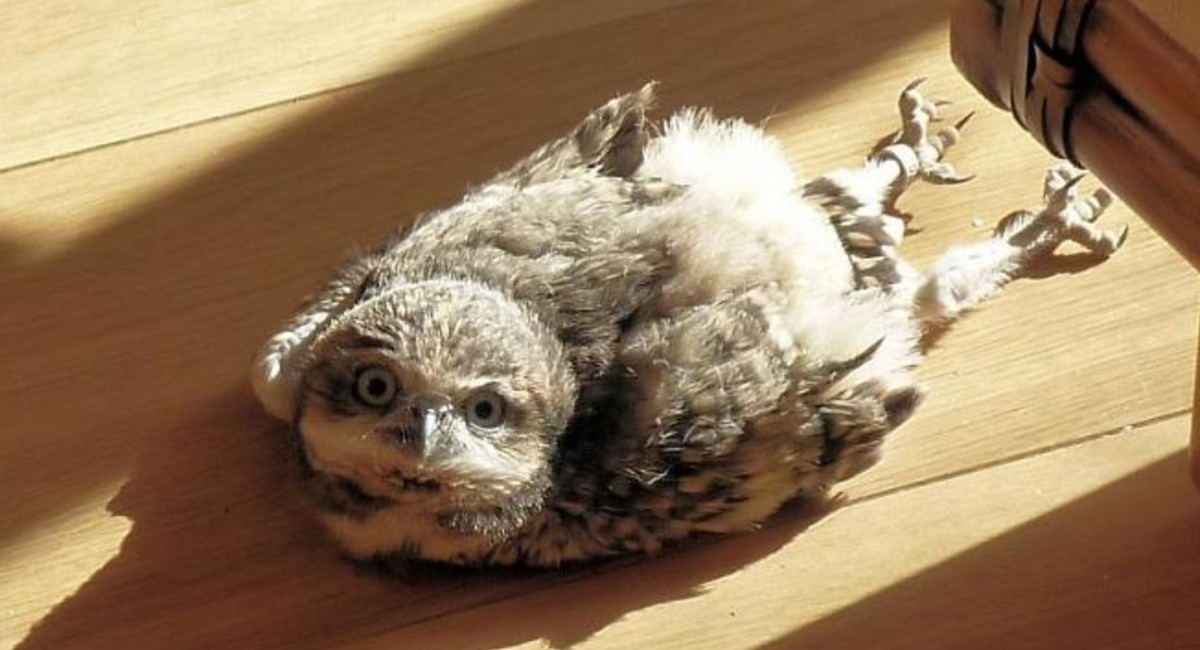 Baby owls sleep laying down because their heads are too heavy r/aww