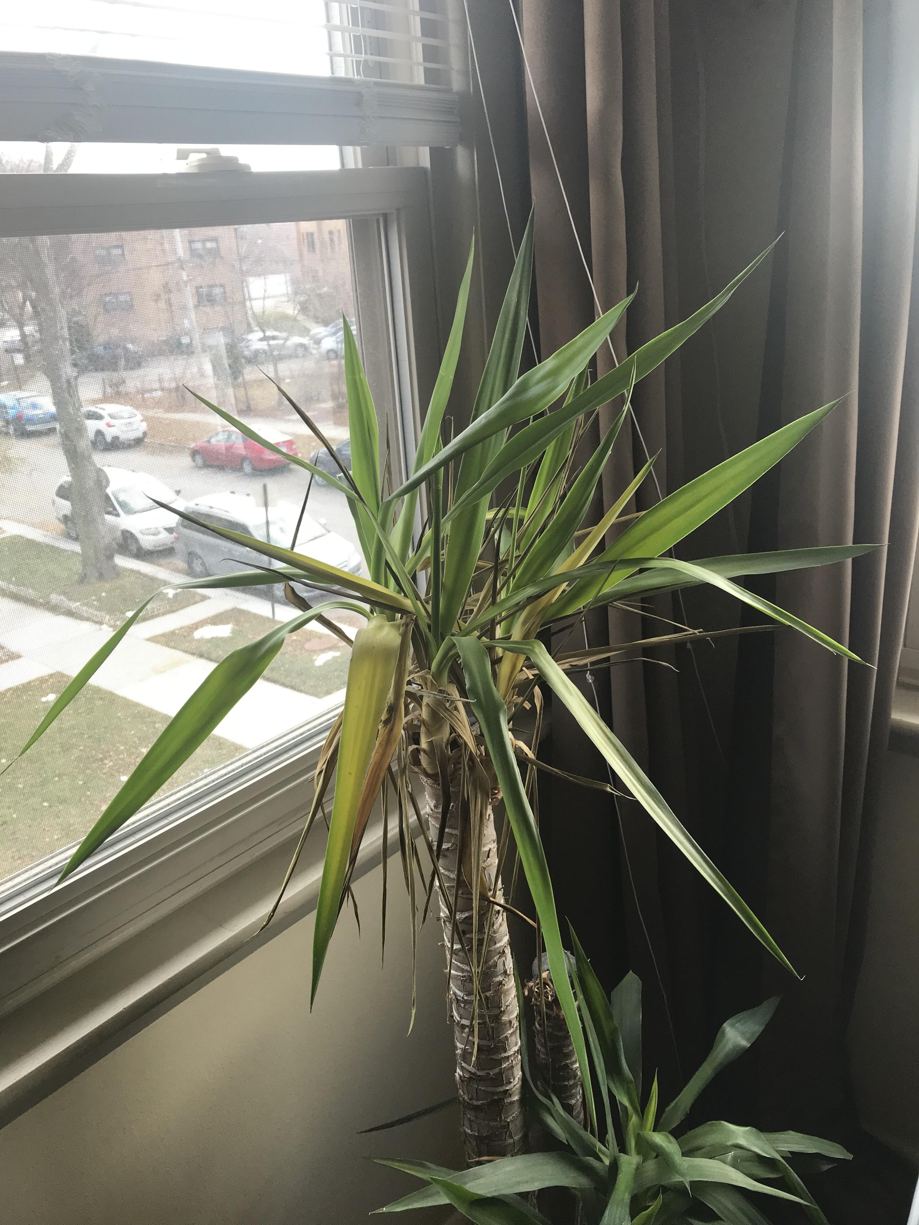 Help how do I bring my Yucca back?! r/plants