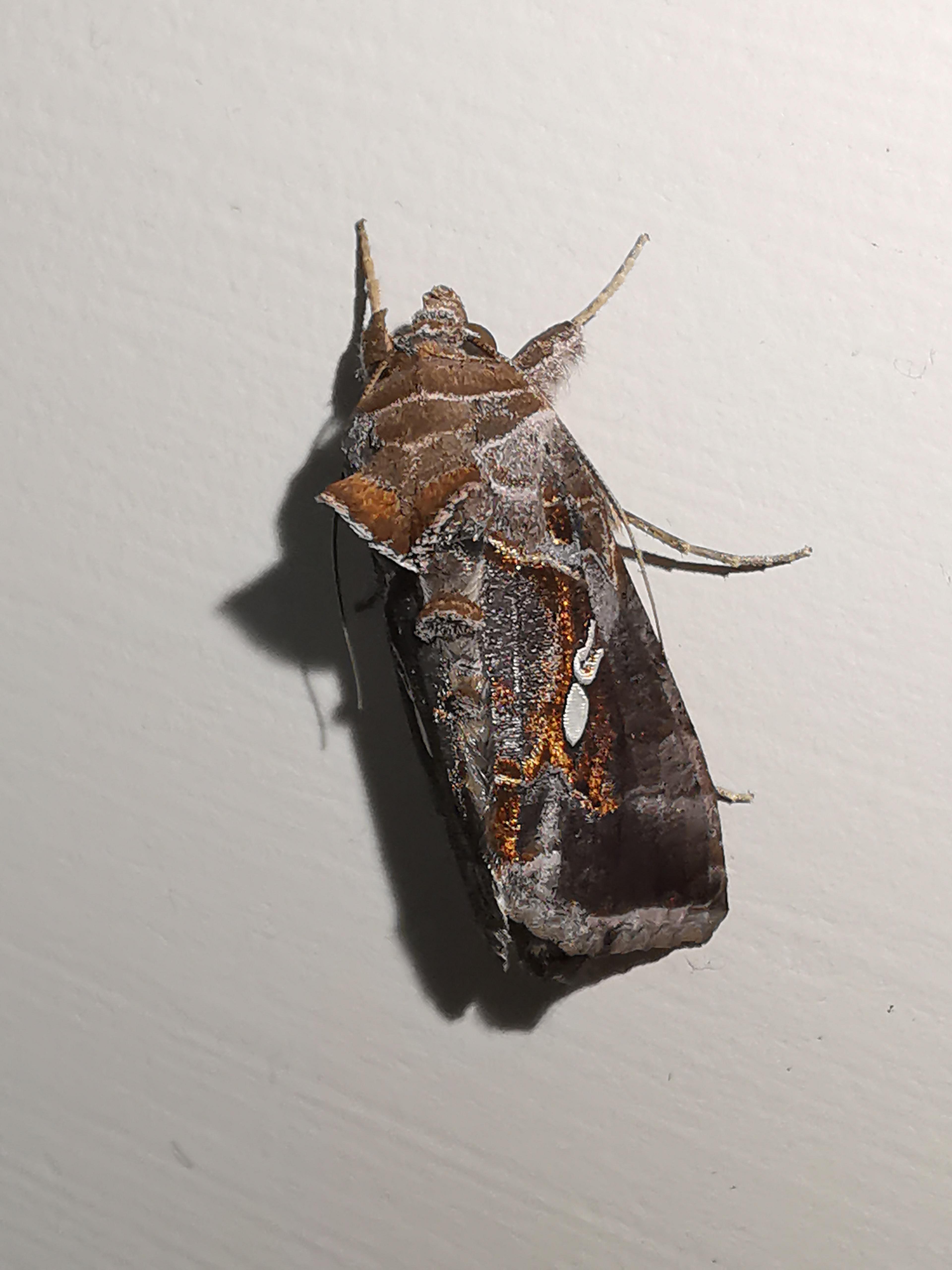 I bought a cabbage plant and found a little looper caterpillar on it