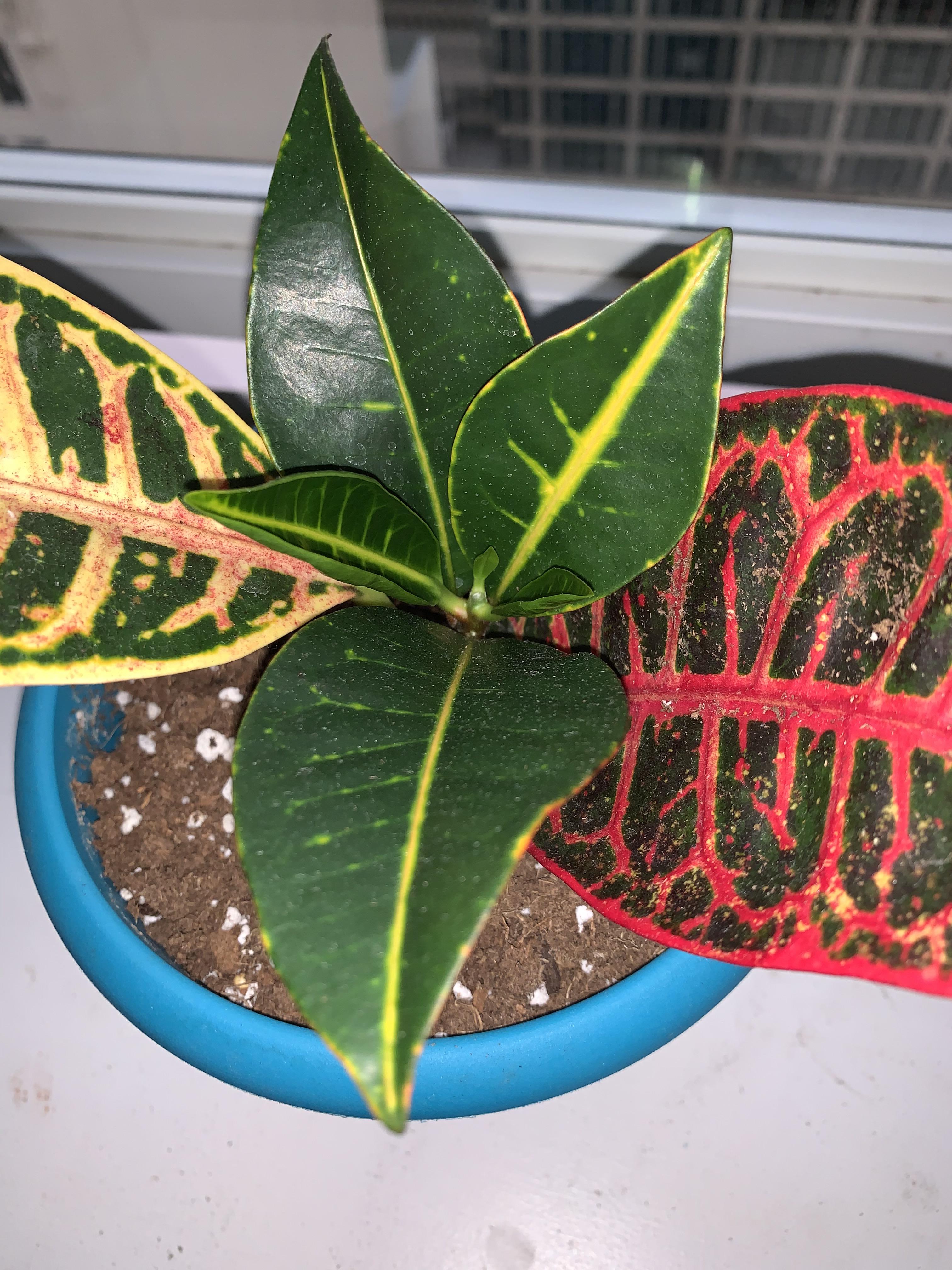 My croton was down to two leaves over the winter! This month it’s