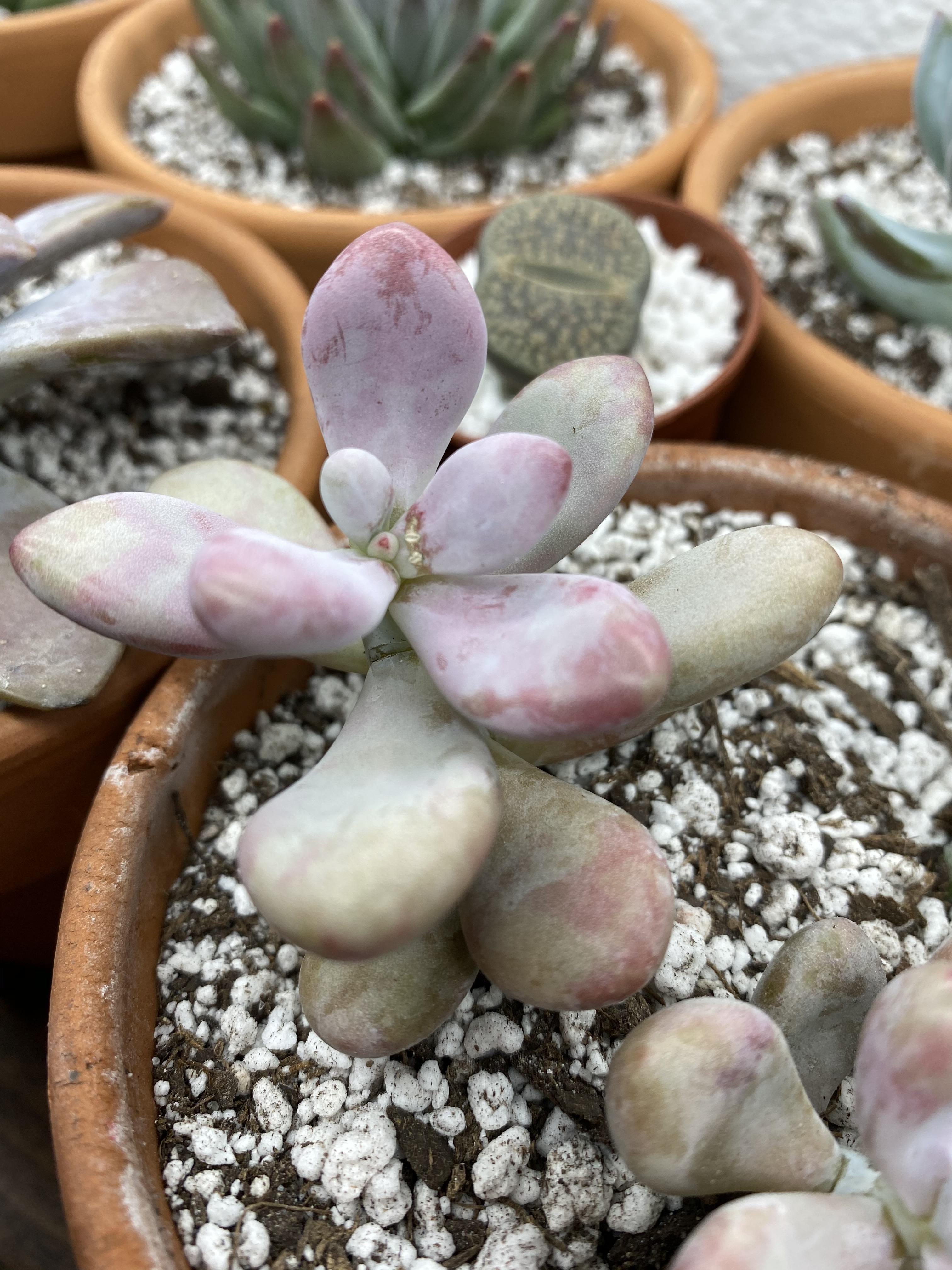 What Are These Two White Spots On My Succulent Succulents My XXX Hot Girl