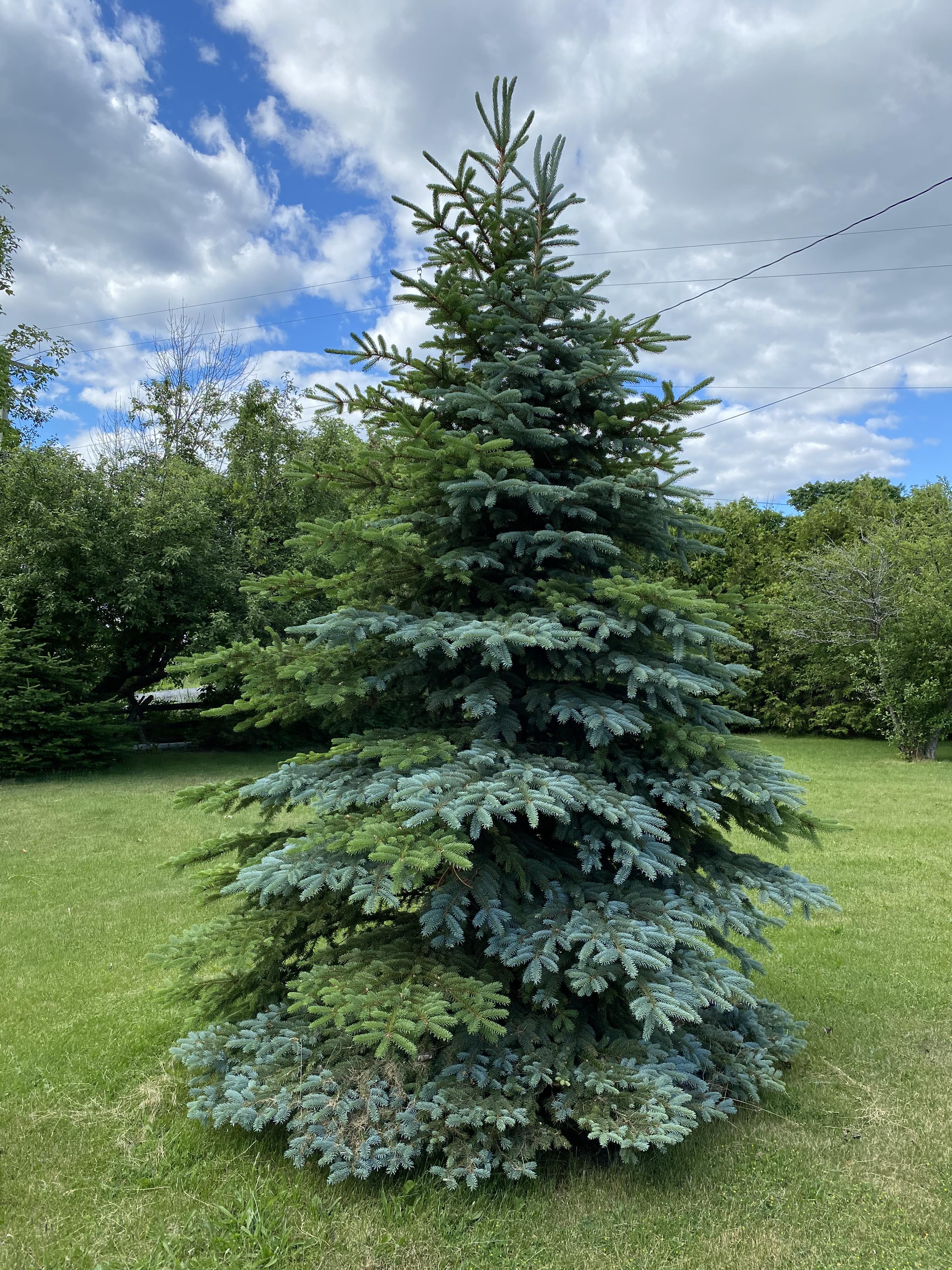 European spruce grows alongside blue spruce in Ontario, Canada.