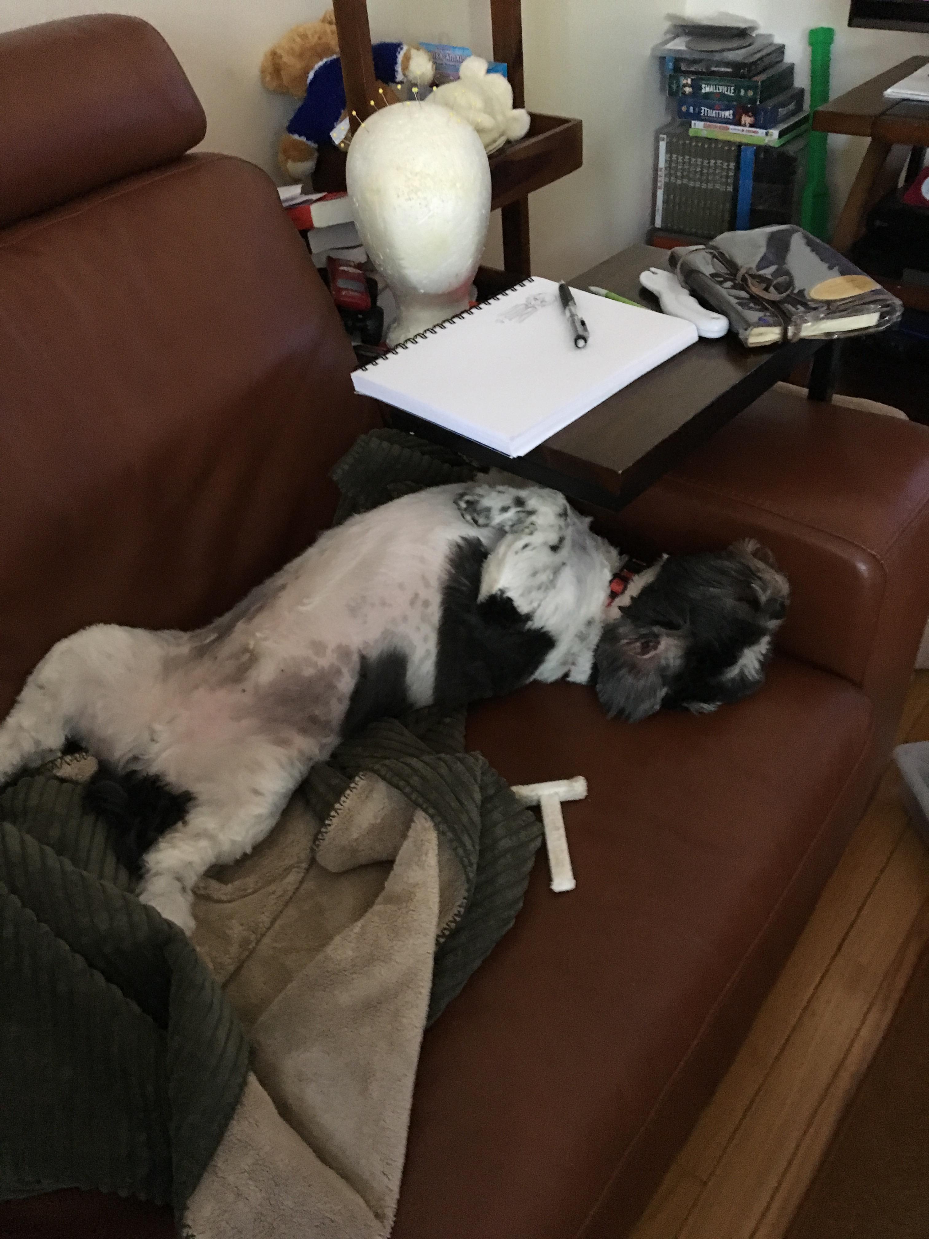 The way my dog sleeps r/awwtf