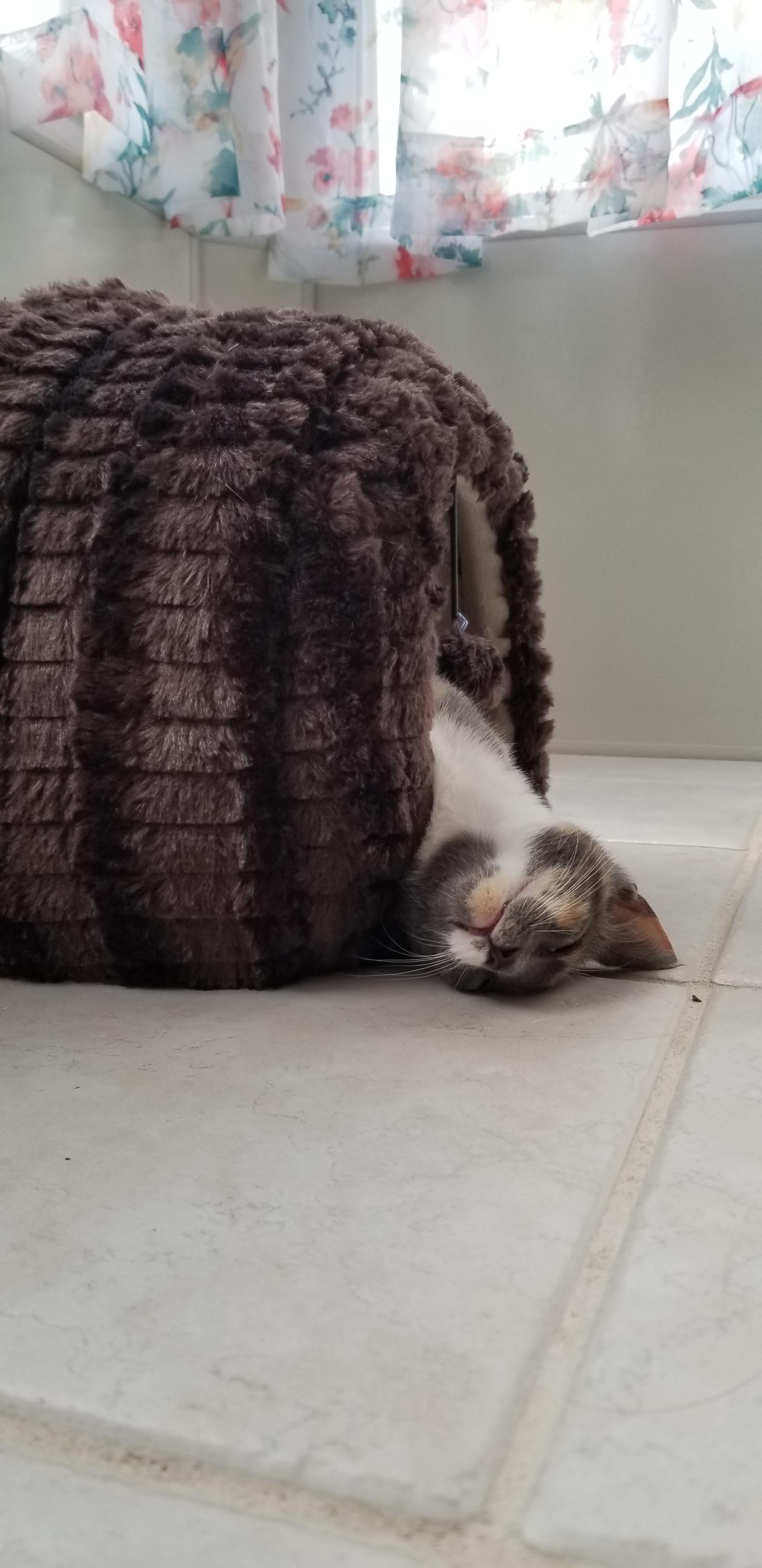 This is how she sleeps r/cats