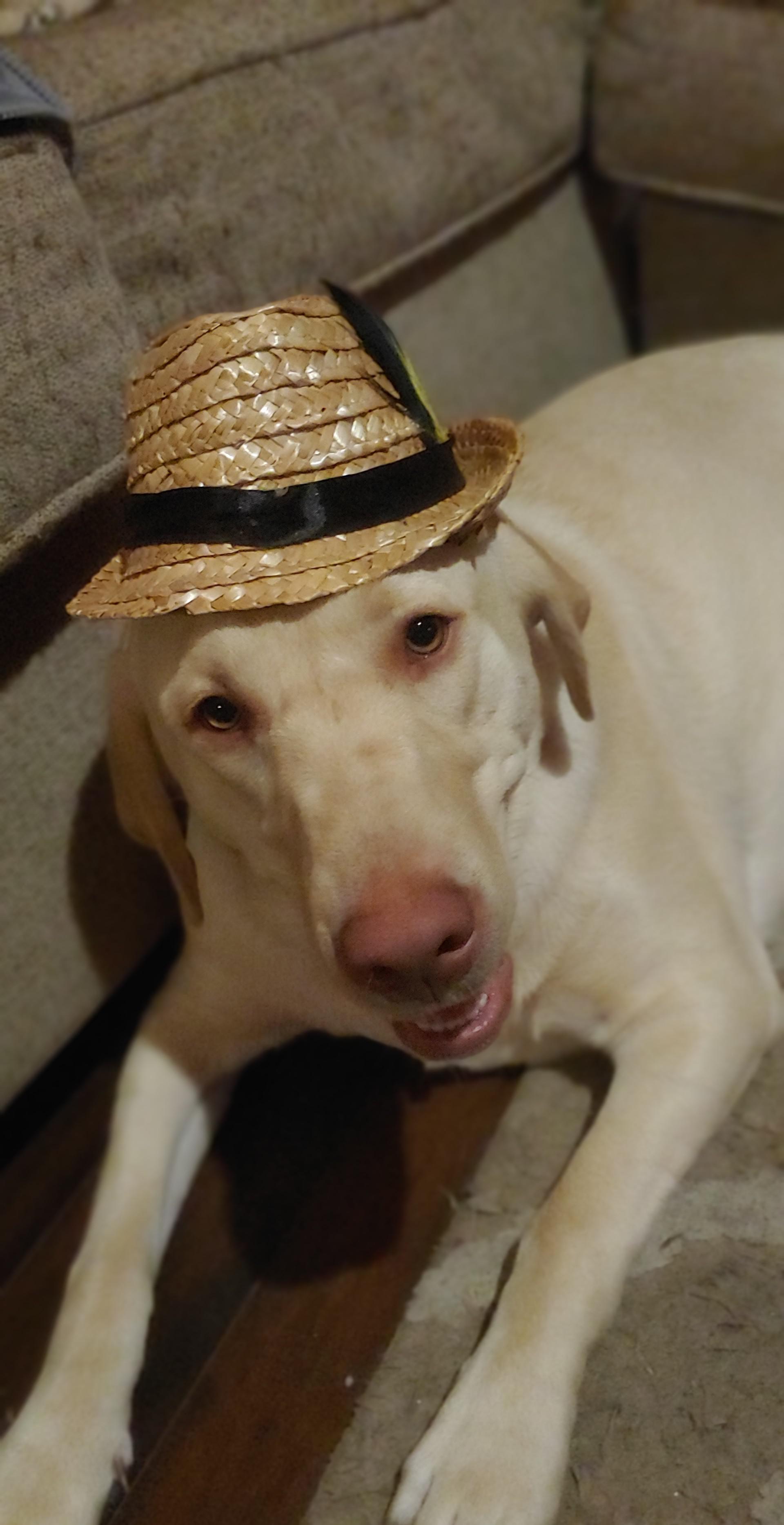 Dogs wearing hats will always amuse me. r/Eyebleach