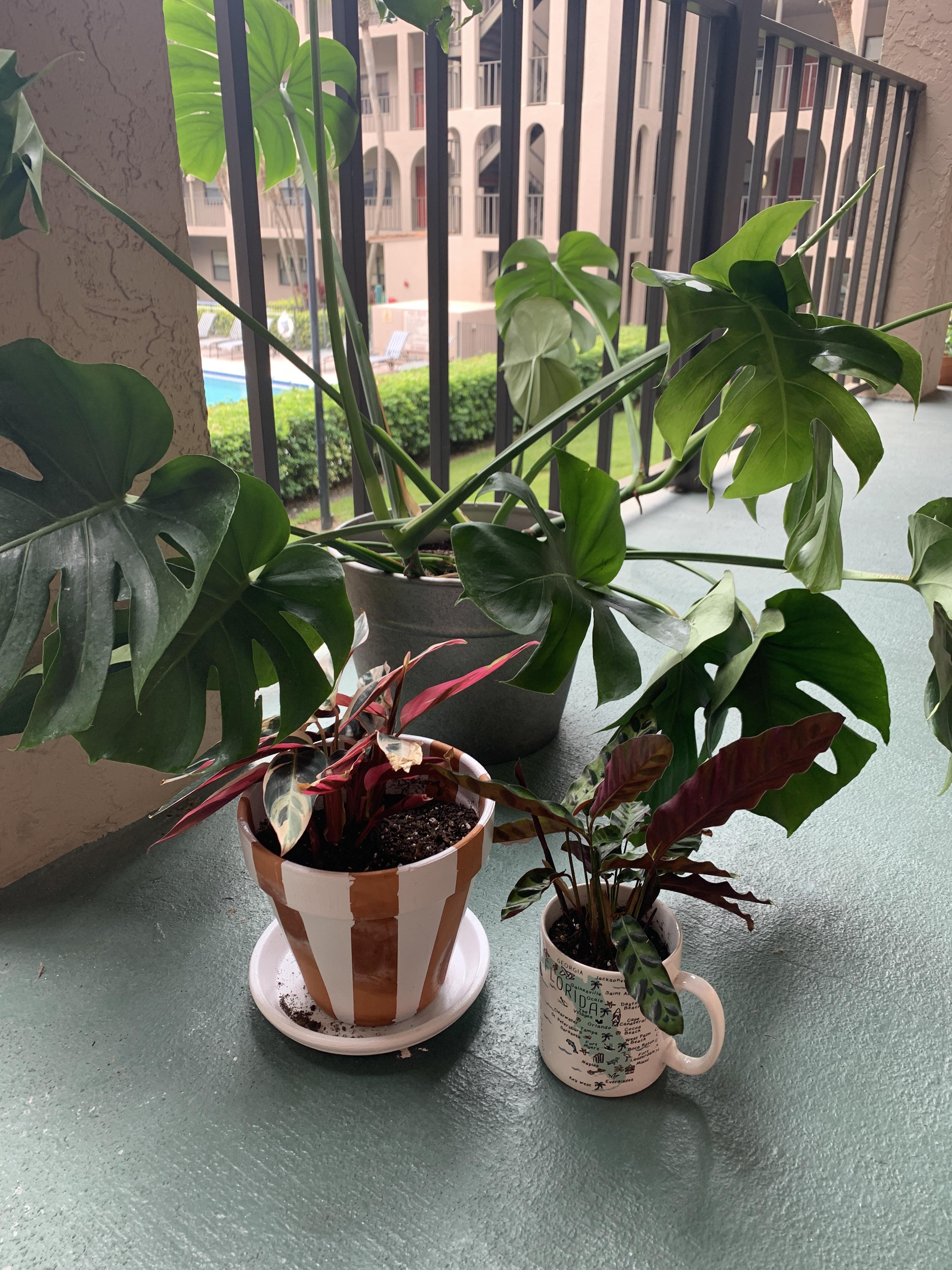 Quarantine Conundrum! Description in comments. houseplants