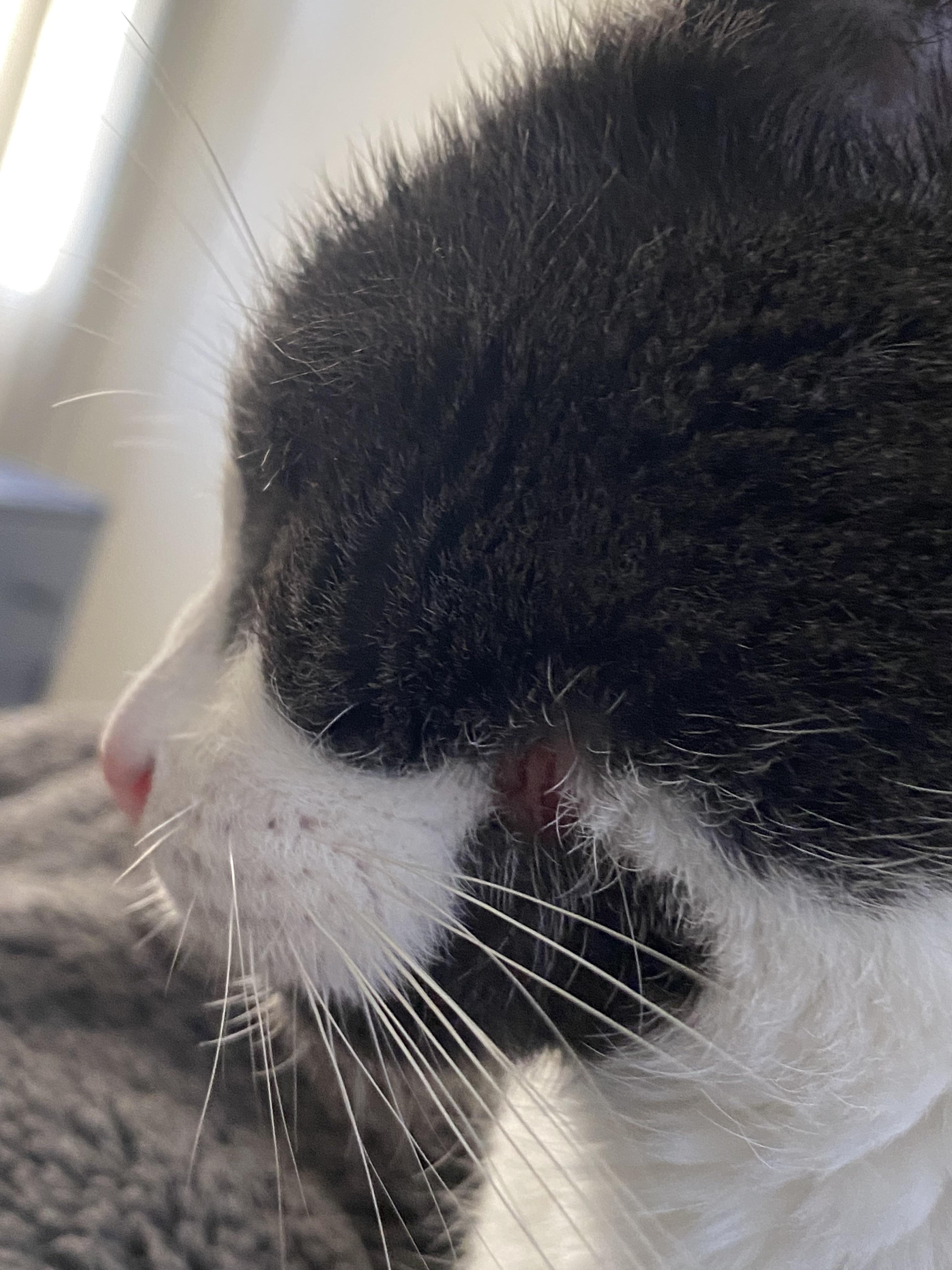 Cat has missing patch of hair and scar on side of face, any ideas why
