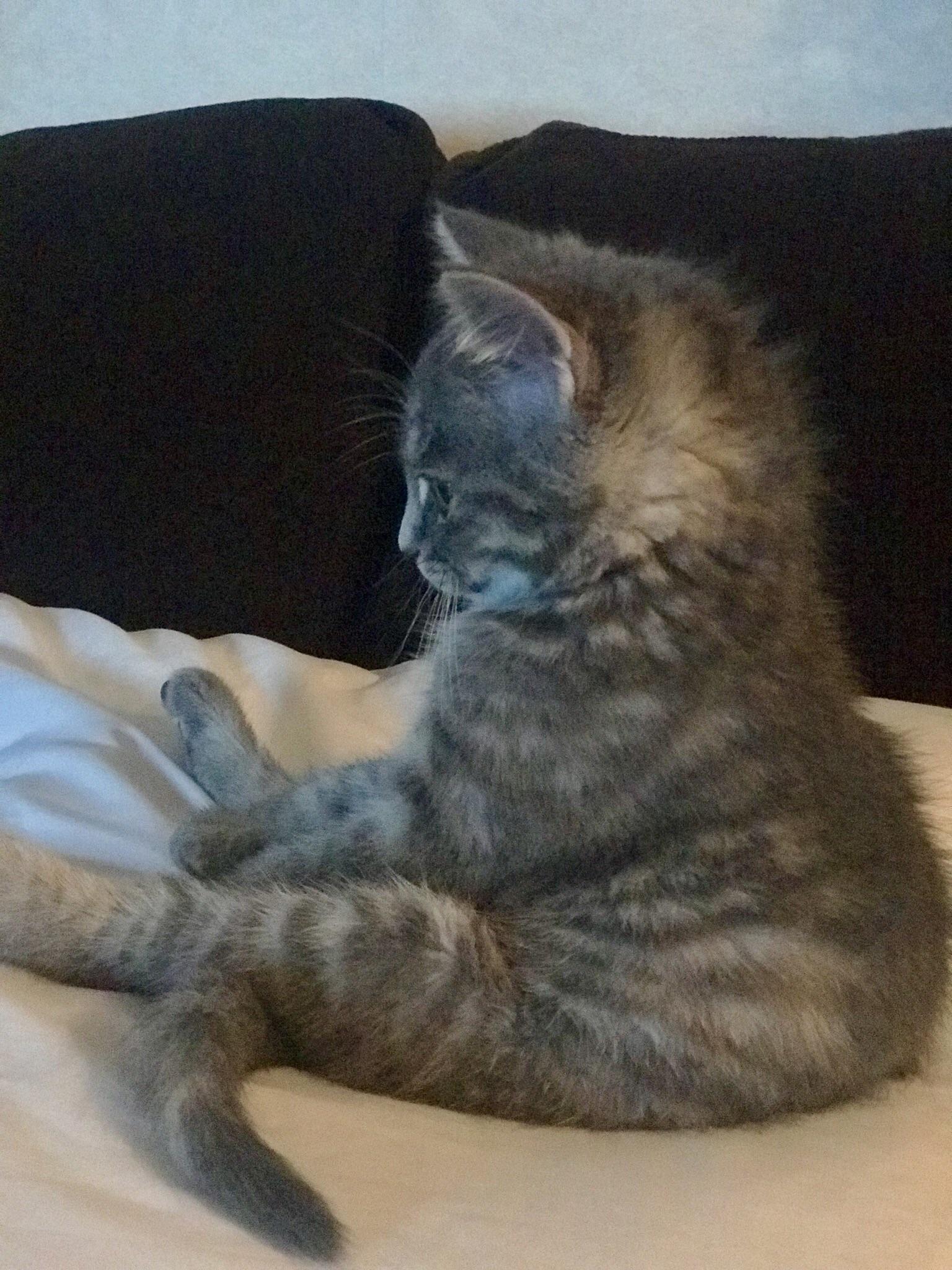 Two weeks ago this fluff crawled into the engine of my car. I think she