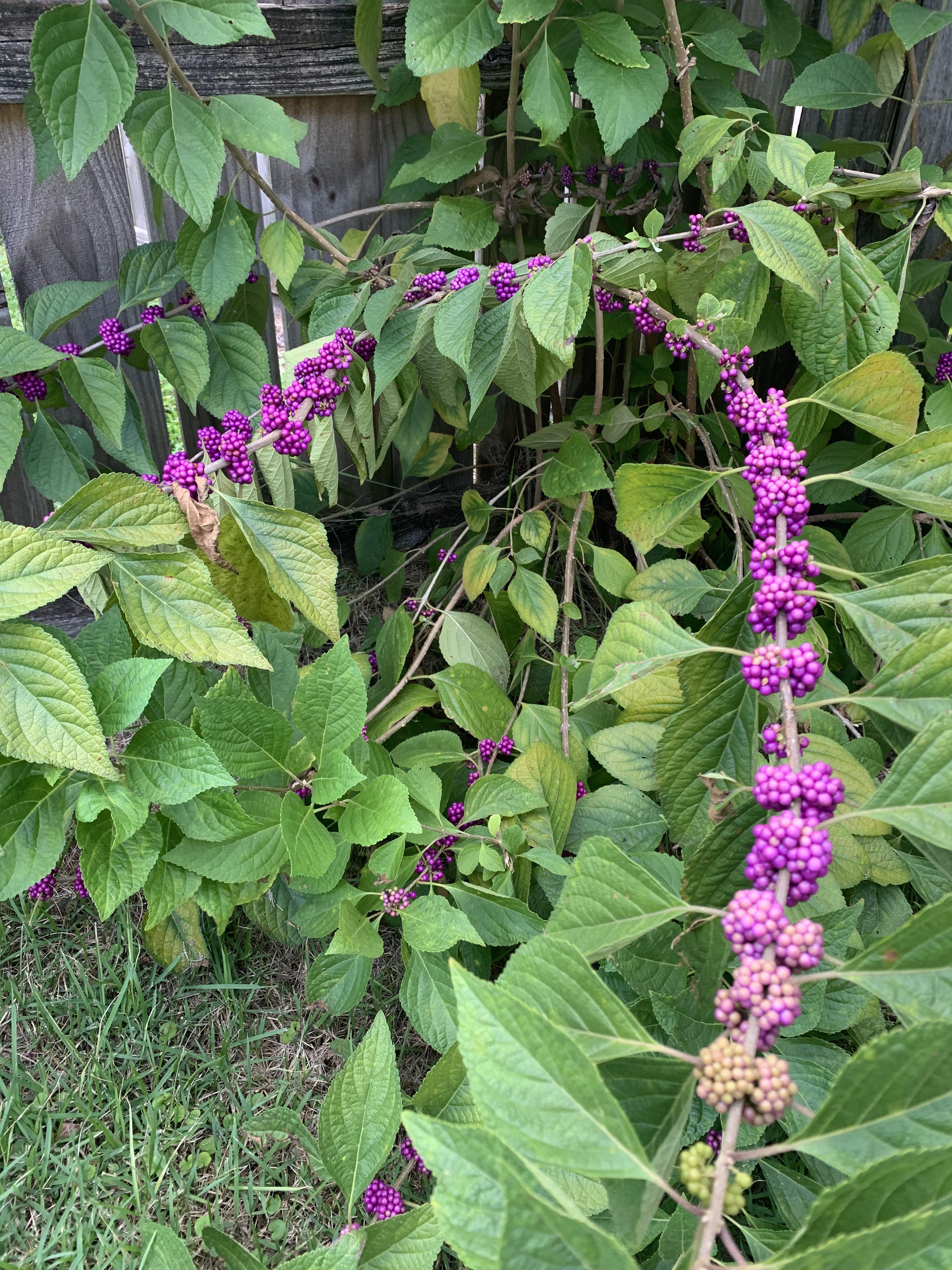 Thought these were raspberries from a distance. What are they? Edible