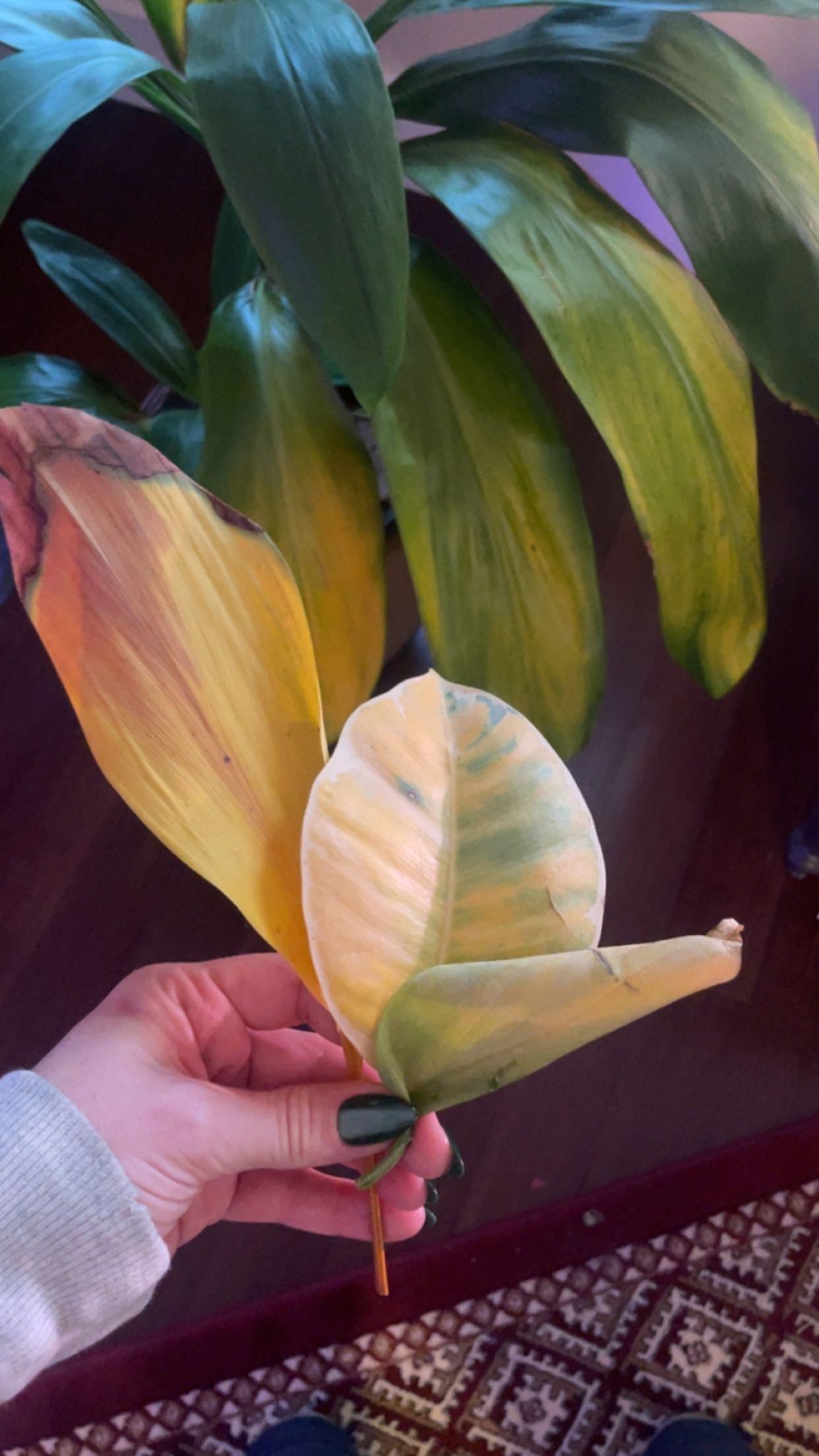 Watered, now yellowing leaves r/plantclinic