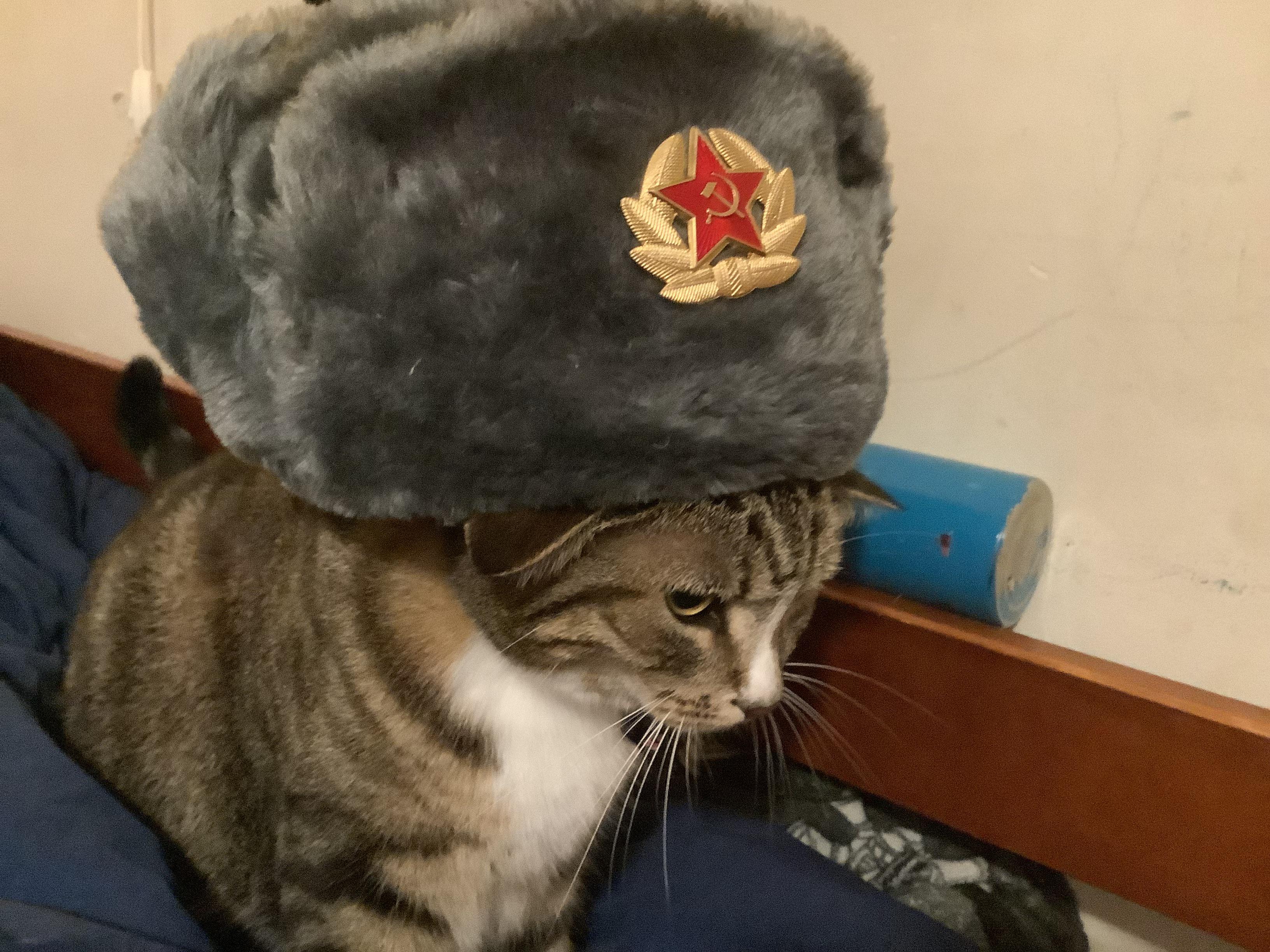 Communist cat r/cats