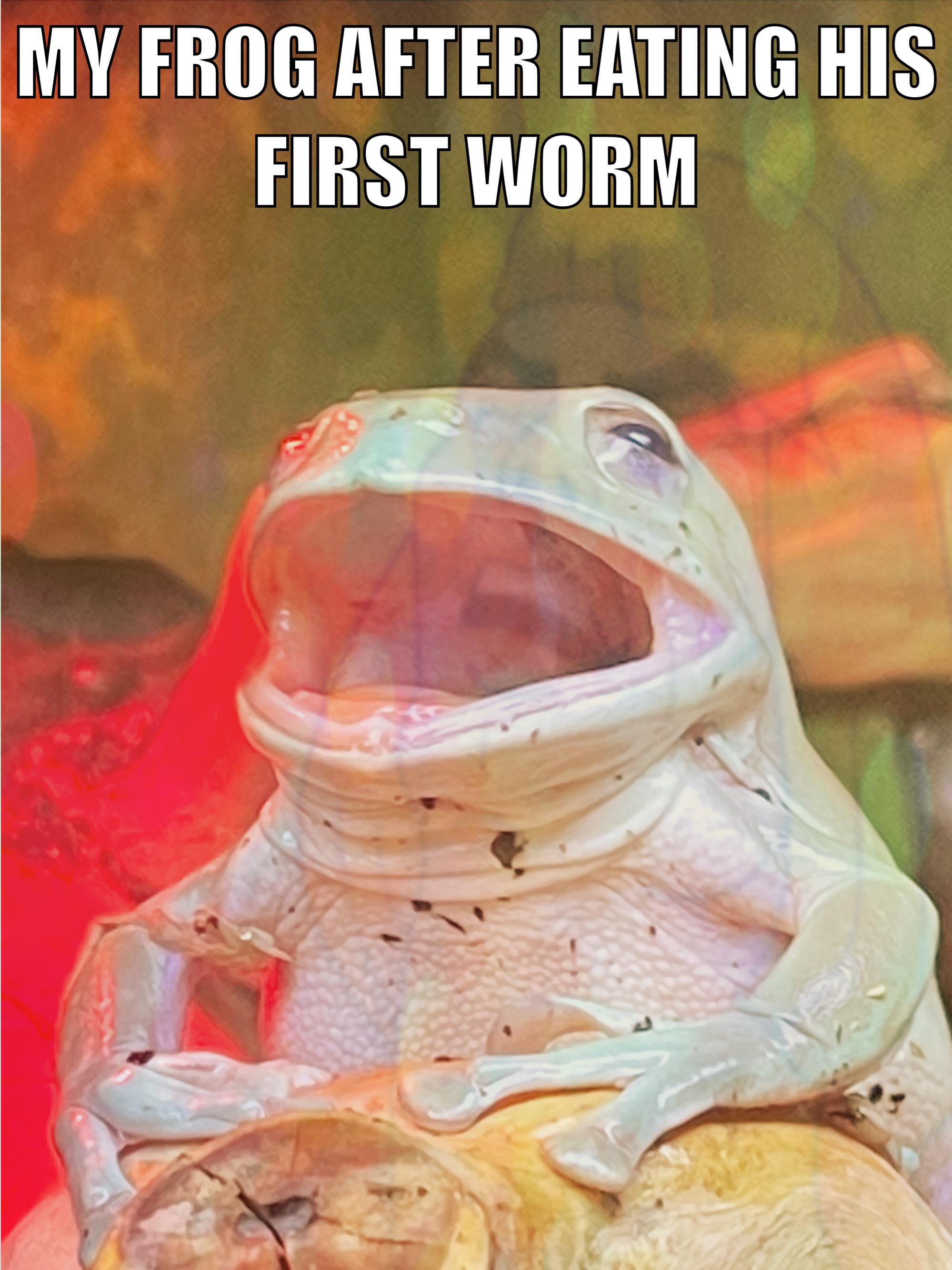 Silly froggo meme r/Amphibians(03)