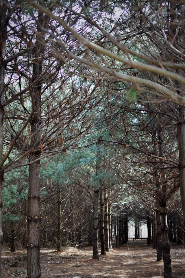 Another view of pine grove leading to clearing r/photocritique