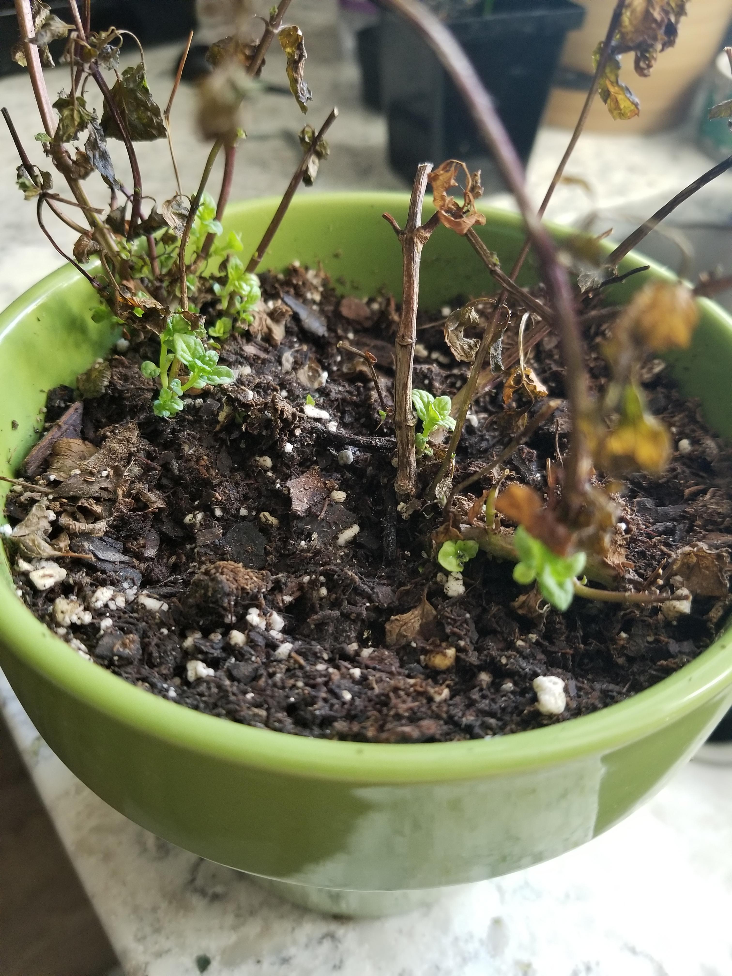 Apparently whatever tried to murder my mint plant failed miserably