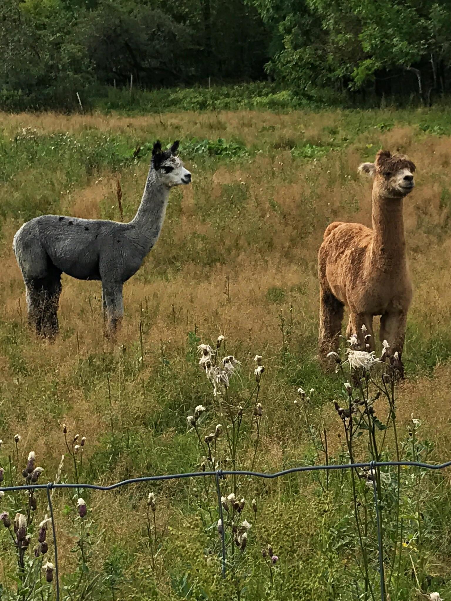 Alpacas on our farm in Norway! r/aww