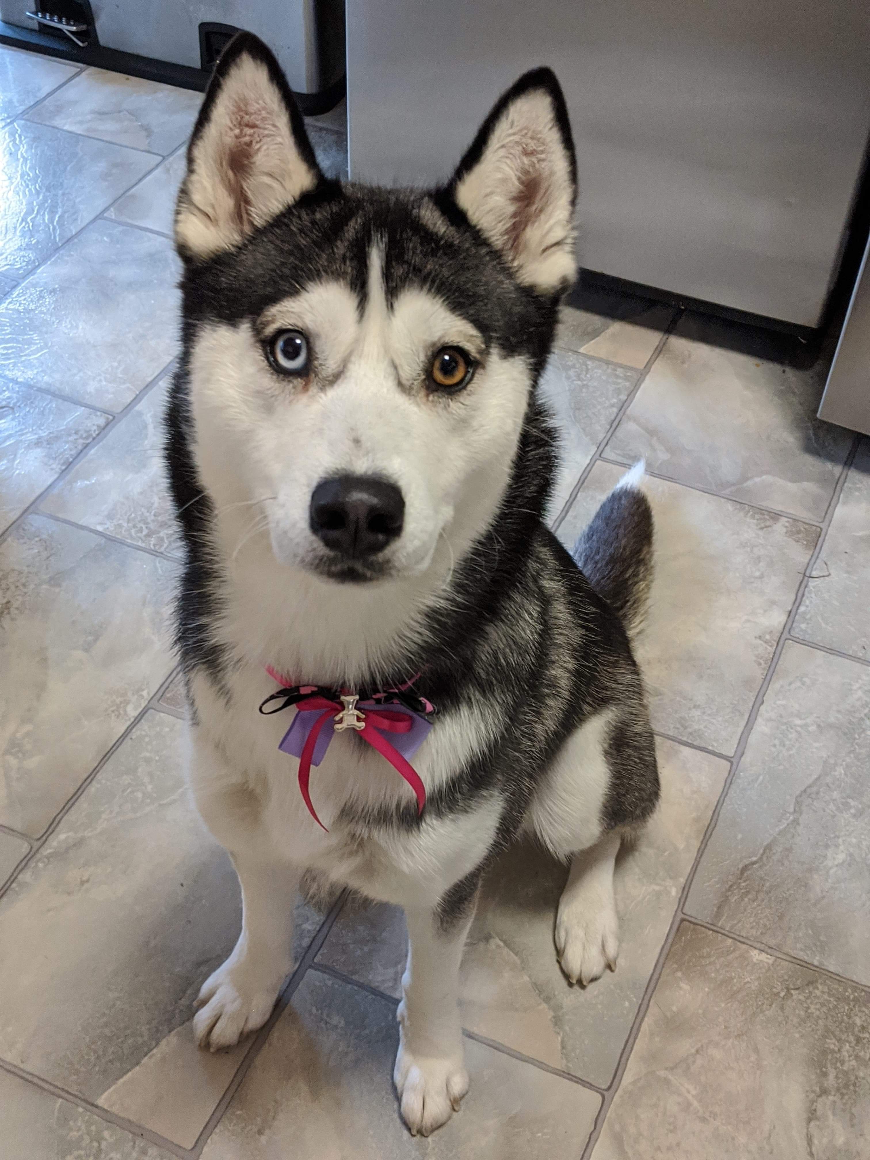 Have had many dogs in my life but this is my first Husky. This is Chloe