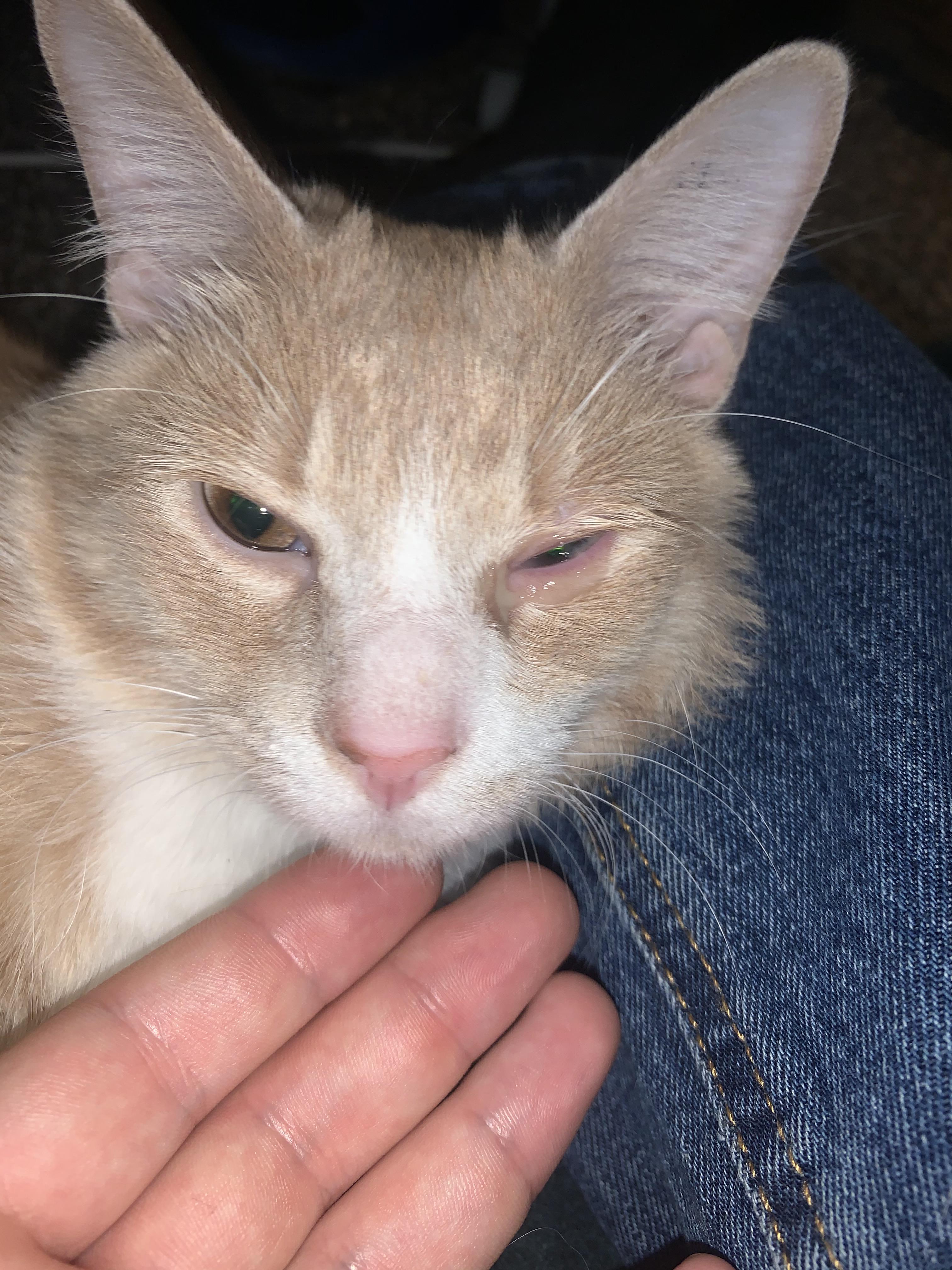 This morning his eye had clear discharge starting... I just took him