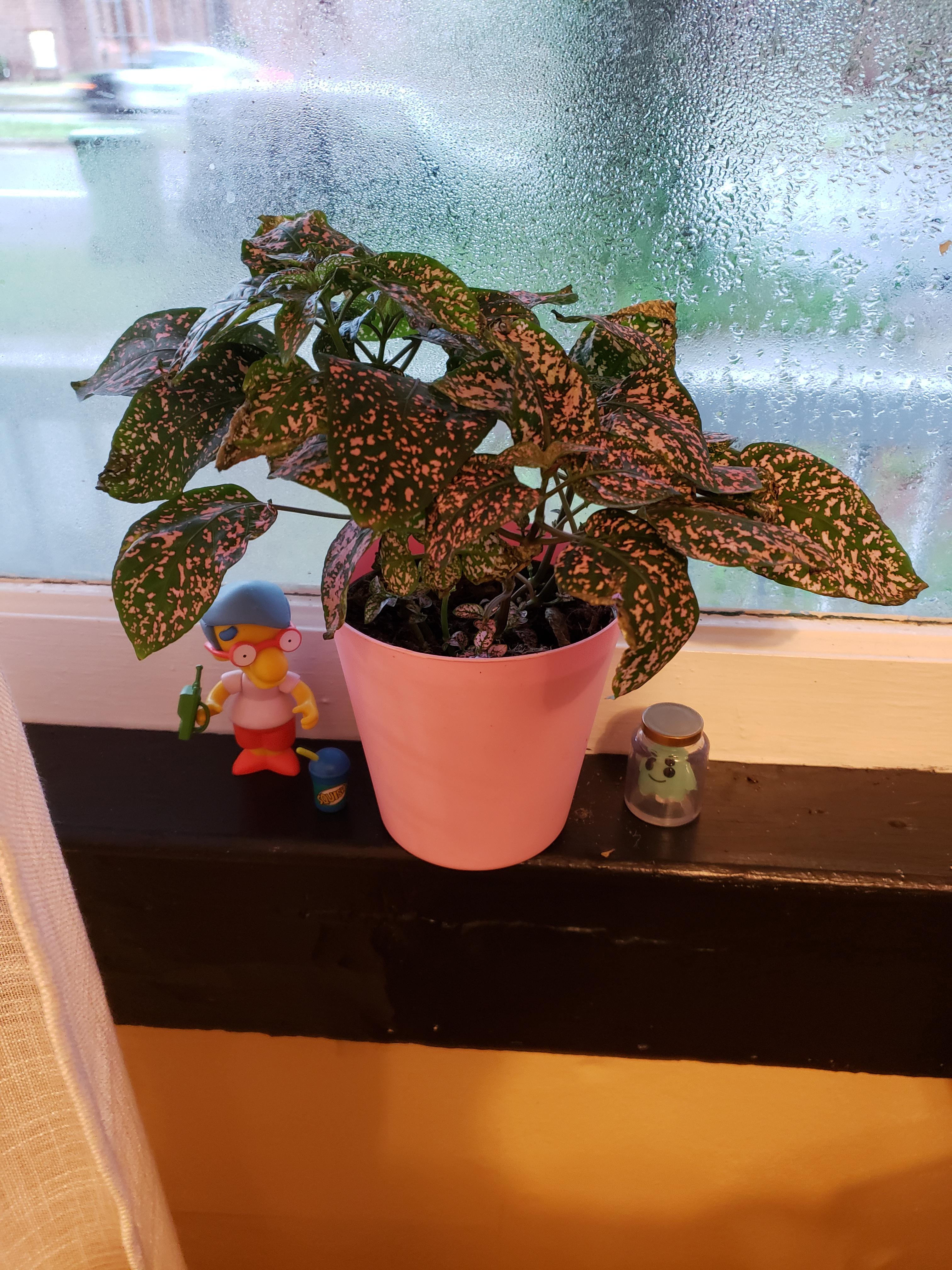 Introducing my new pink polka dot plant, Jubilee!