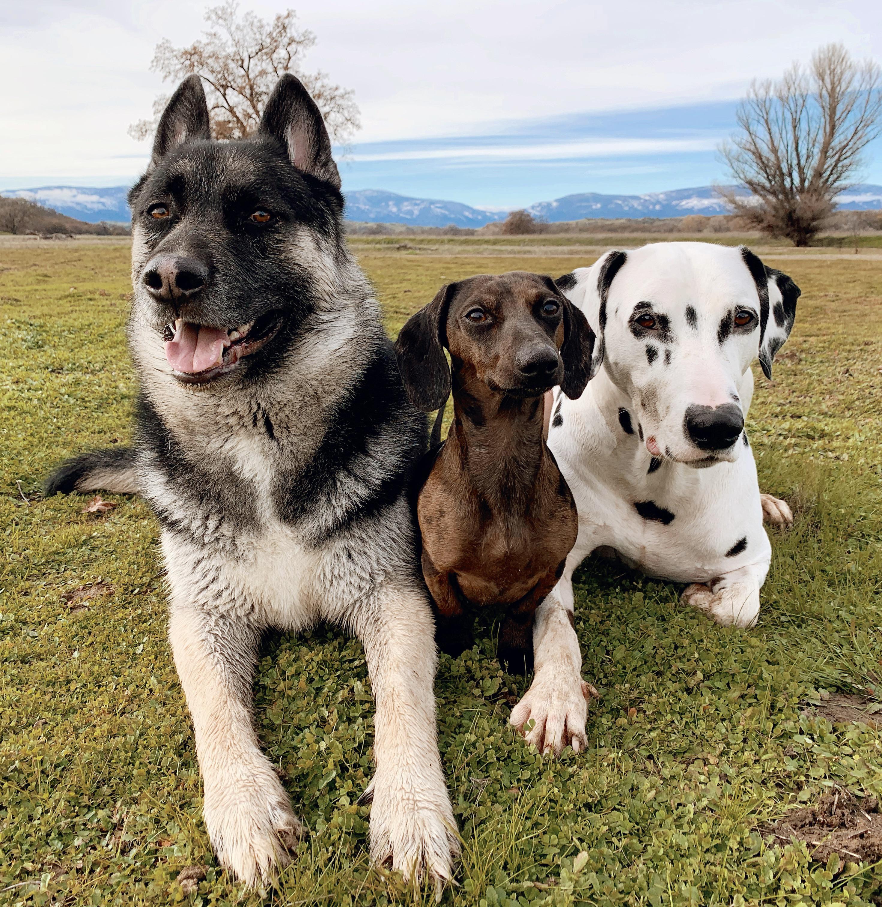 a dachshund and his body guards r/Dachshund