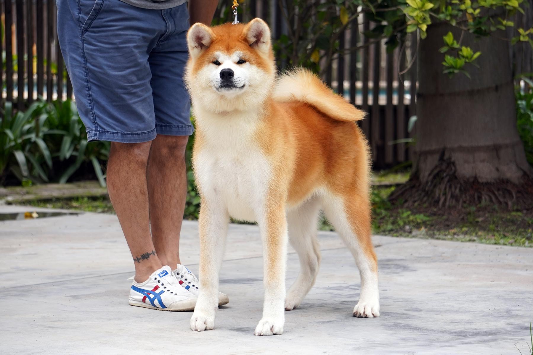 I love my job, this is Jidai a month after the last picture i posted