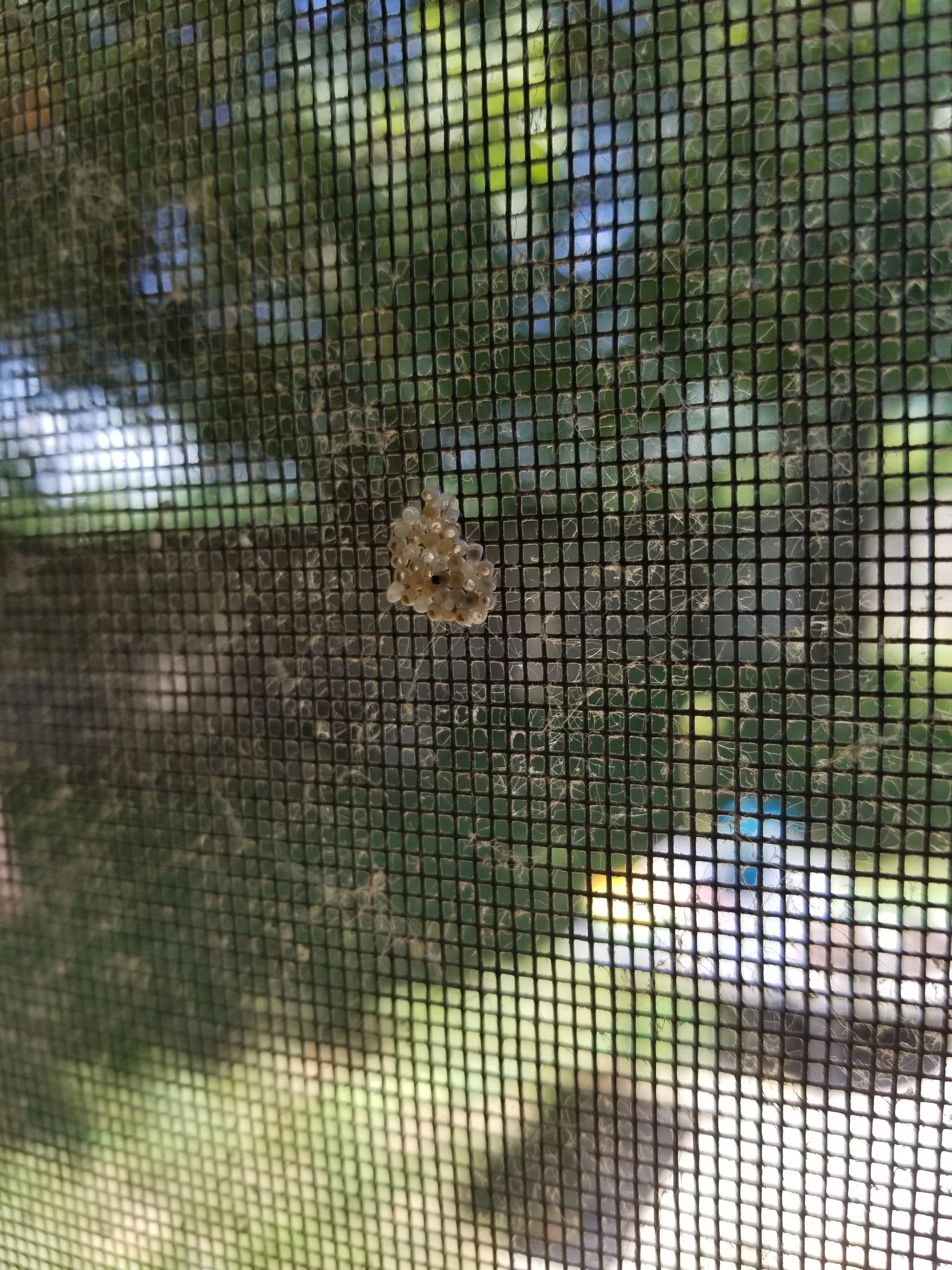I found this on my screen door, what the heck is it? r/whatisthisthing