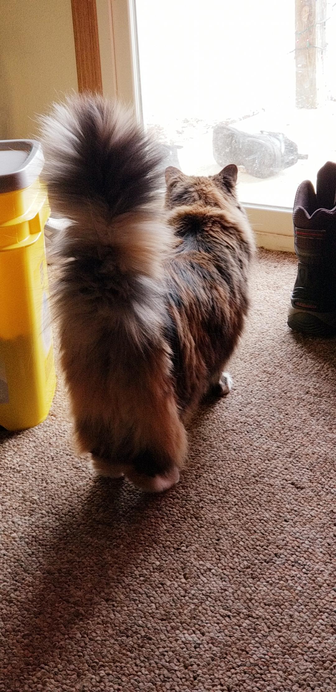 For those wondering, Muffin's Pants r/torties