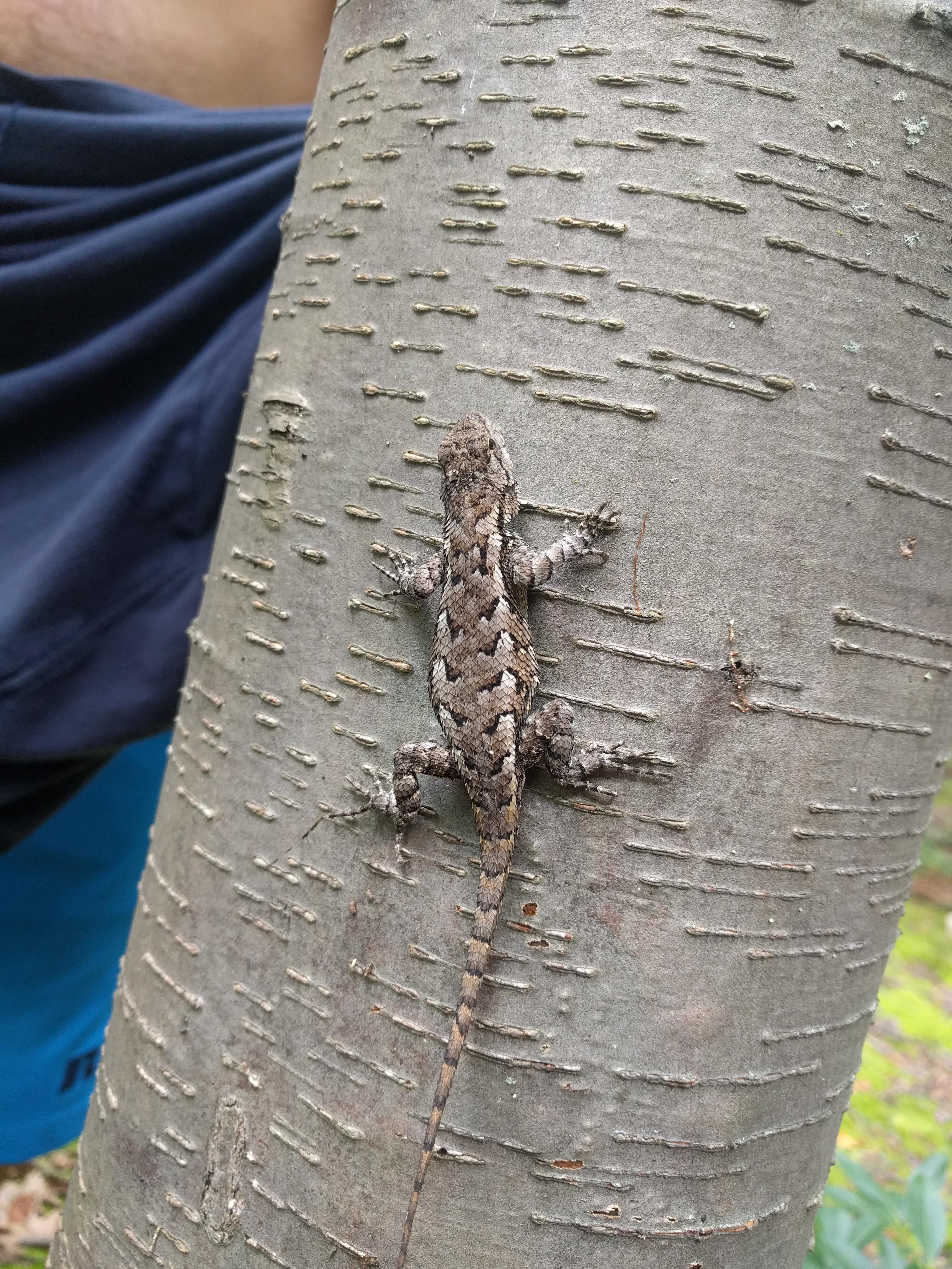Found in Central PA. r/Lizards