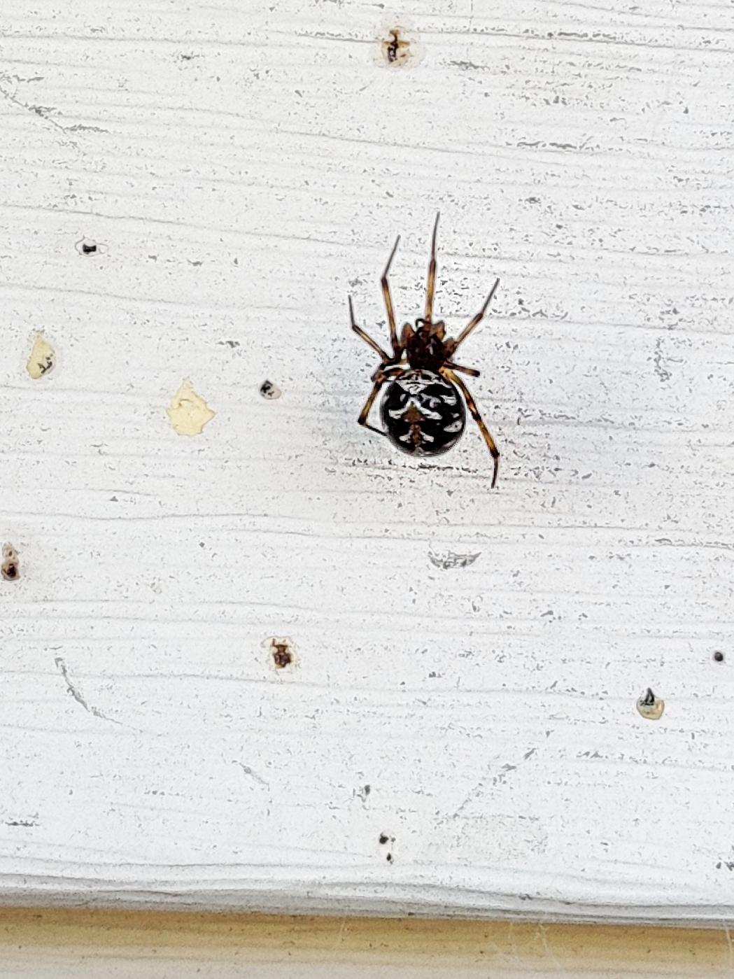 What type is this? Found in Ridgeland, Mississippi, Southern USA in my garden. spiders