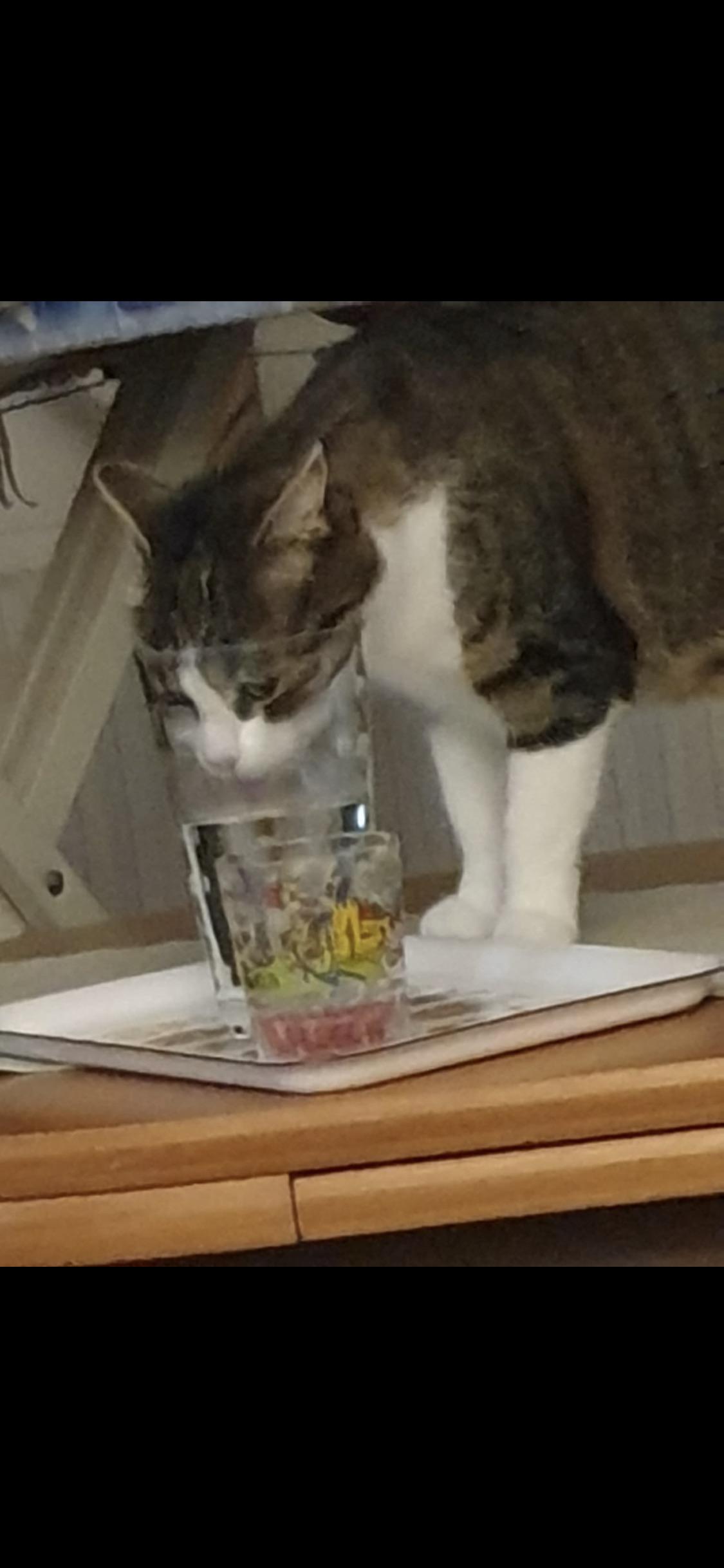 My cat drinking from a glas r/cats