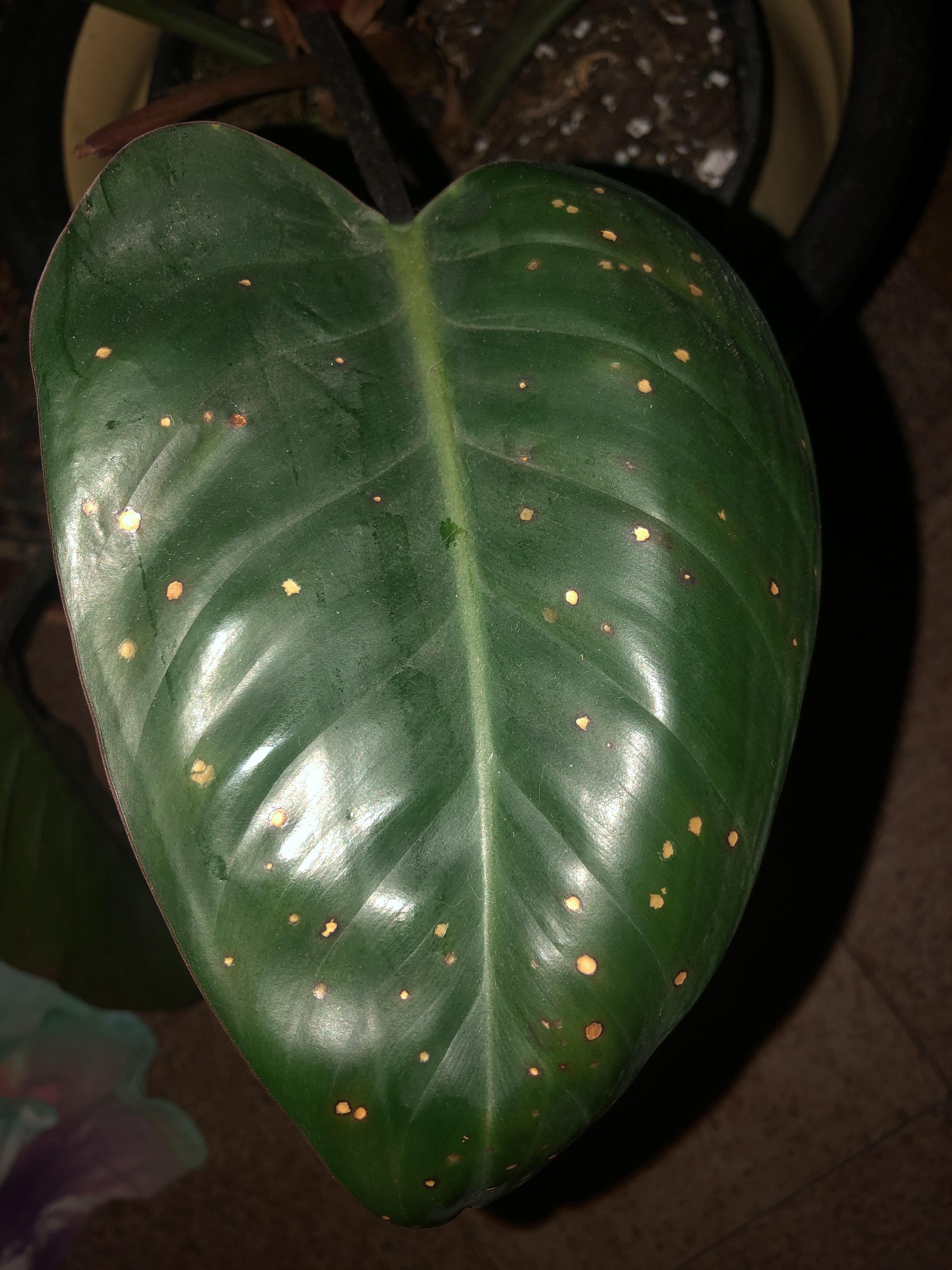 What are these spots on my philodendron? r/plantclinic