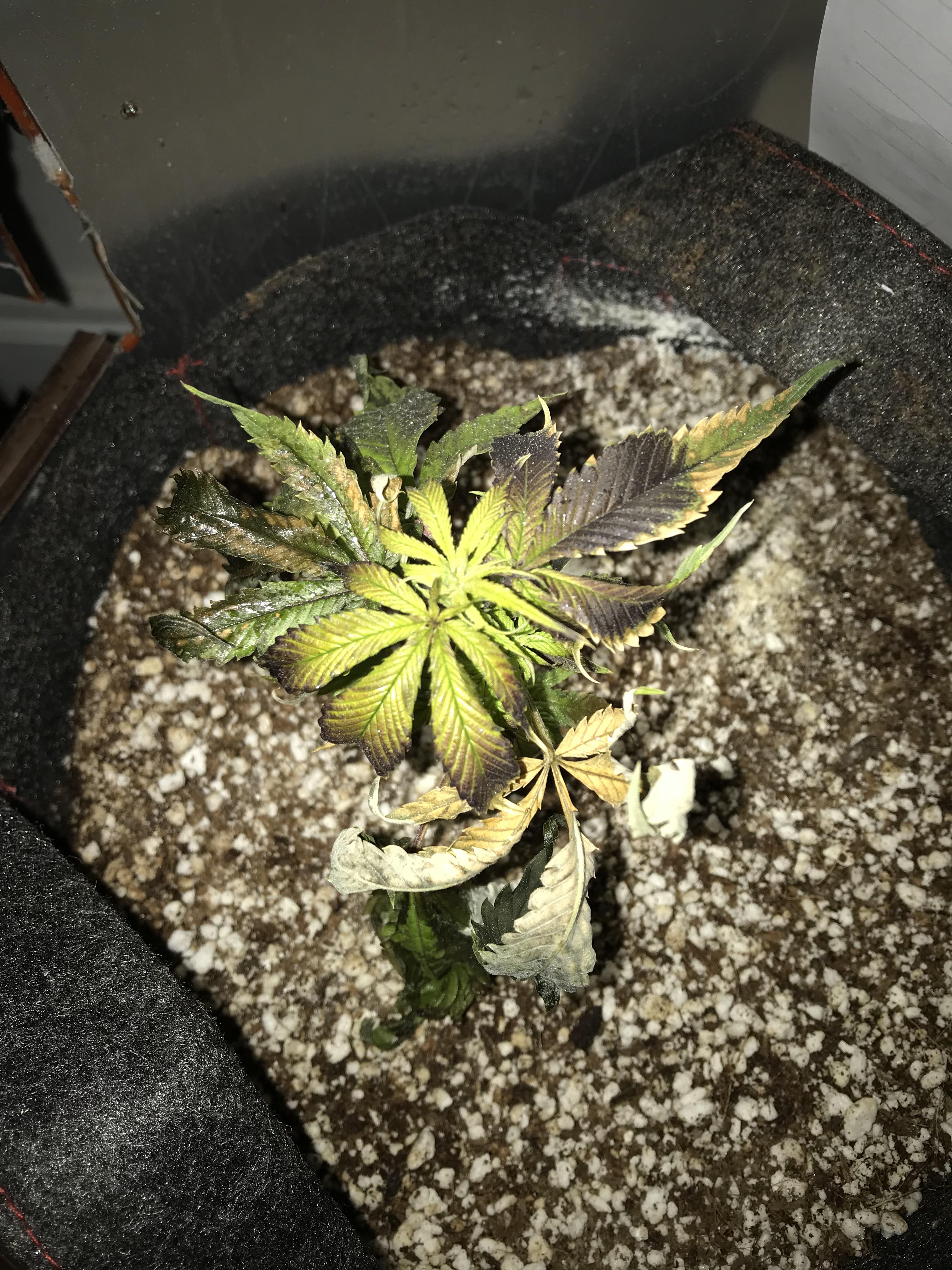 Intense LED burn! r/SpaceBuckets