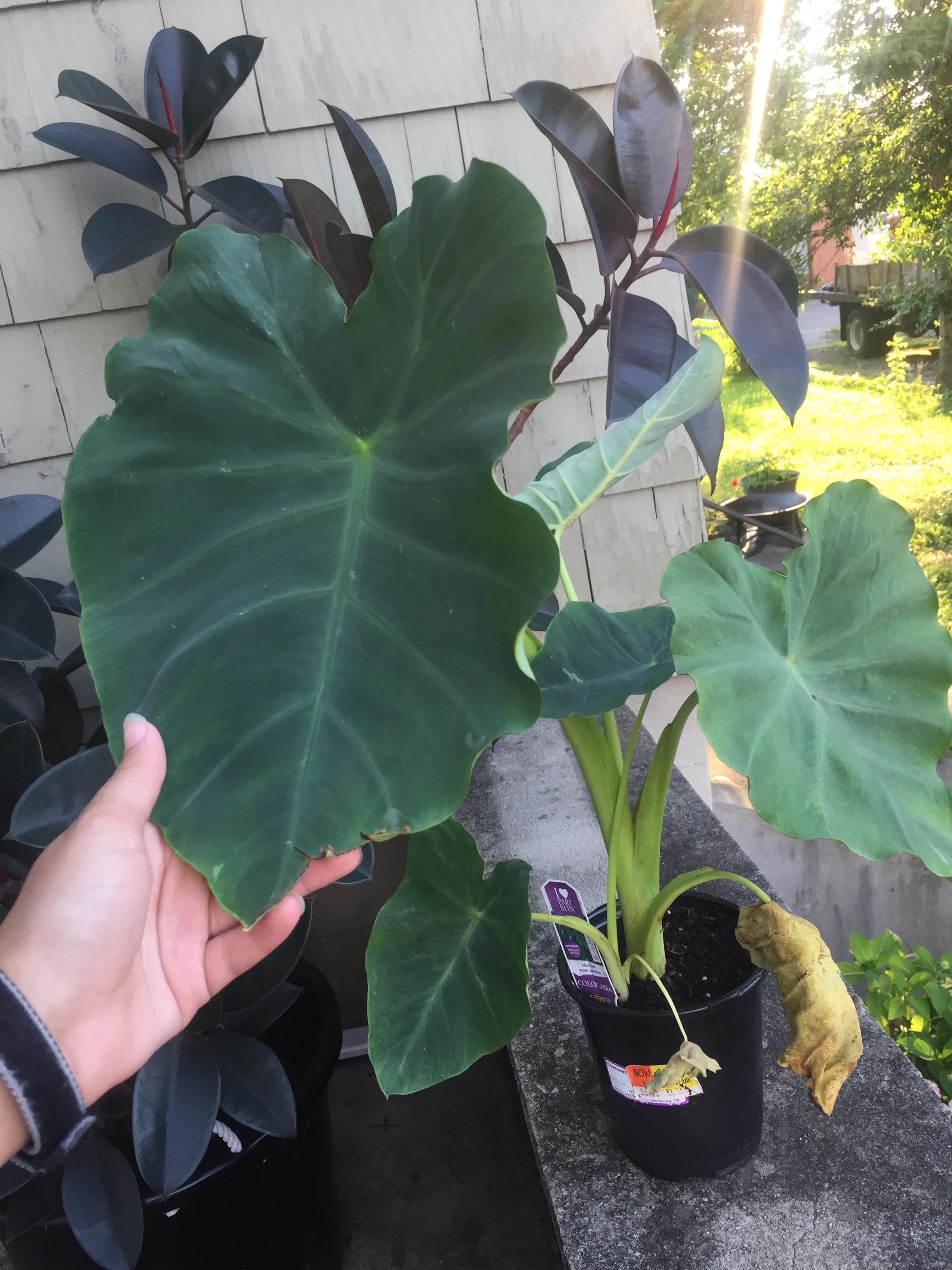 What can I do to help my Walmart Clearance Elephant Ear?