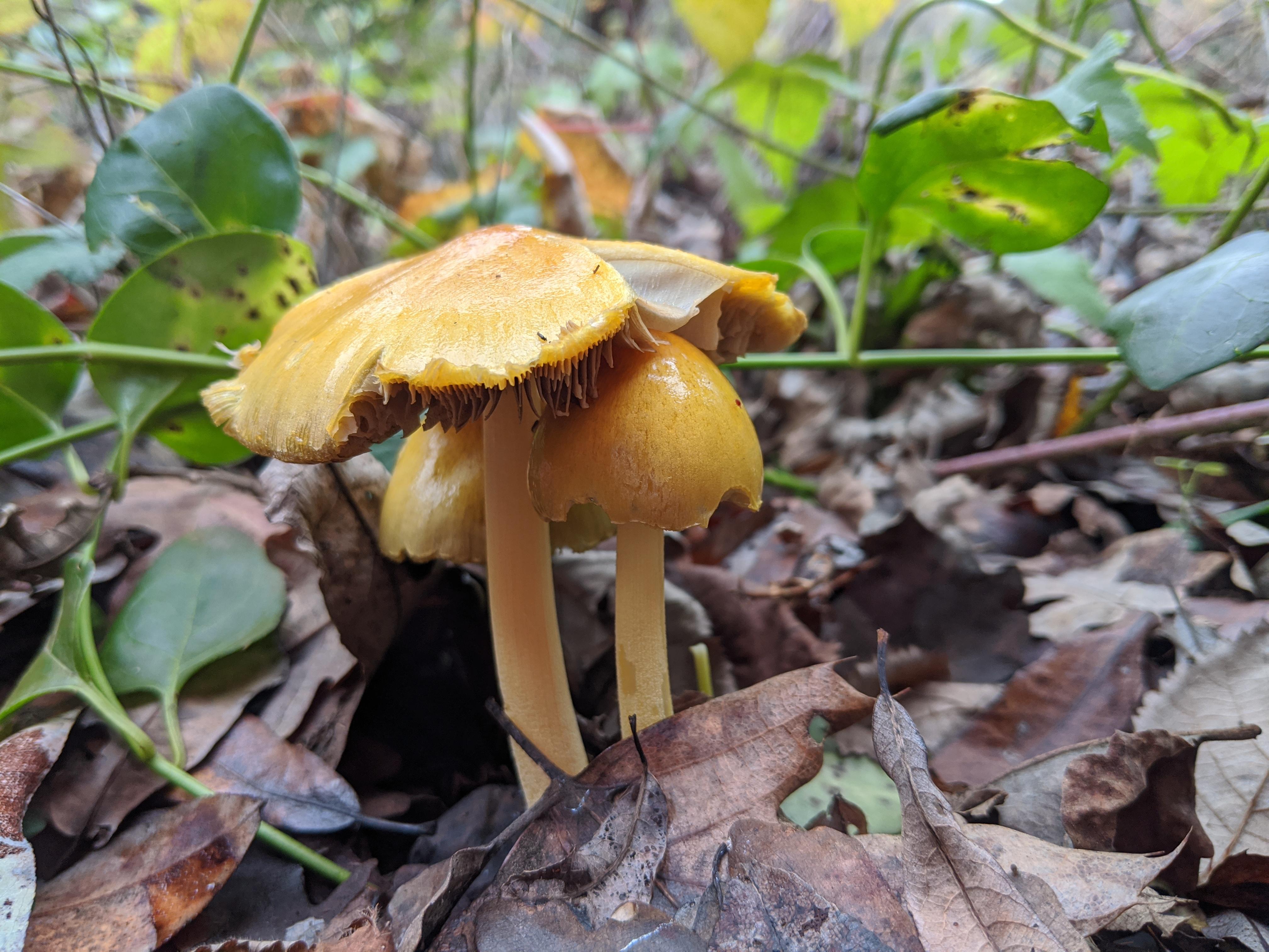 Found near a pond in Bay Area, growing on the ground; maybe Bolbitius