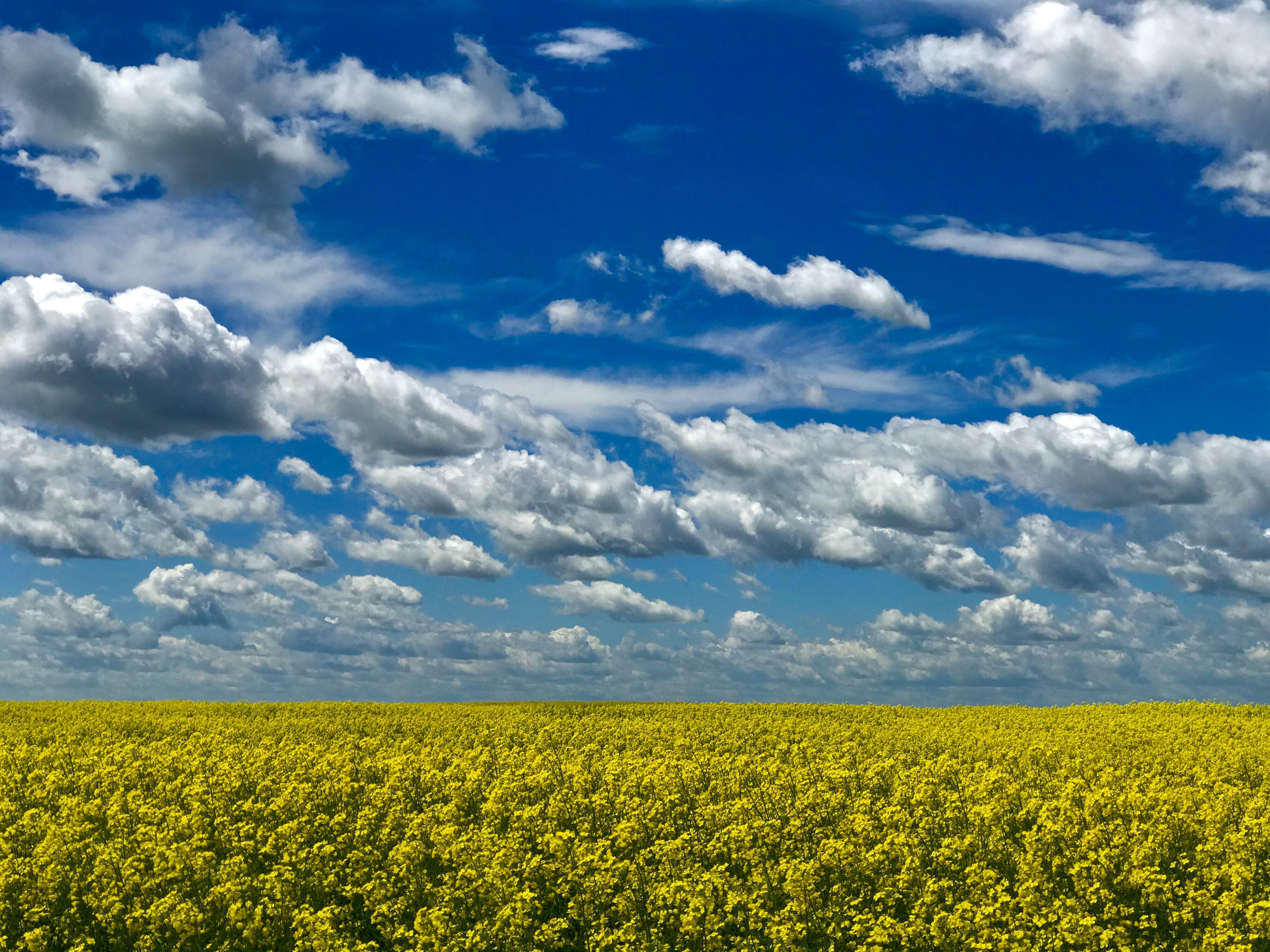 Canola field in Southern Alberta, Canada. (4000x3000) (OC) r/EarthPorn