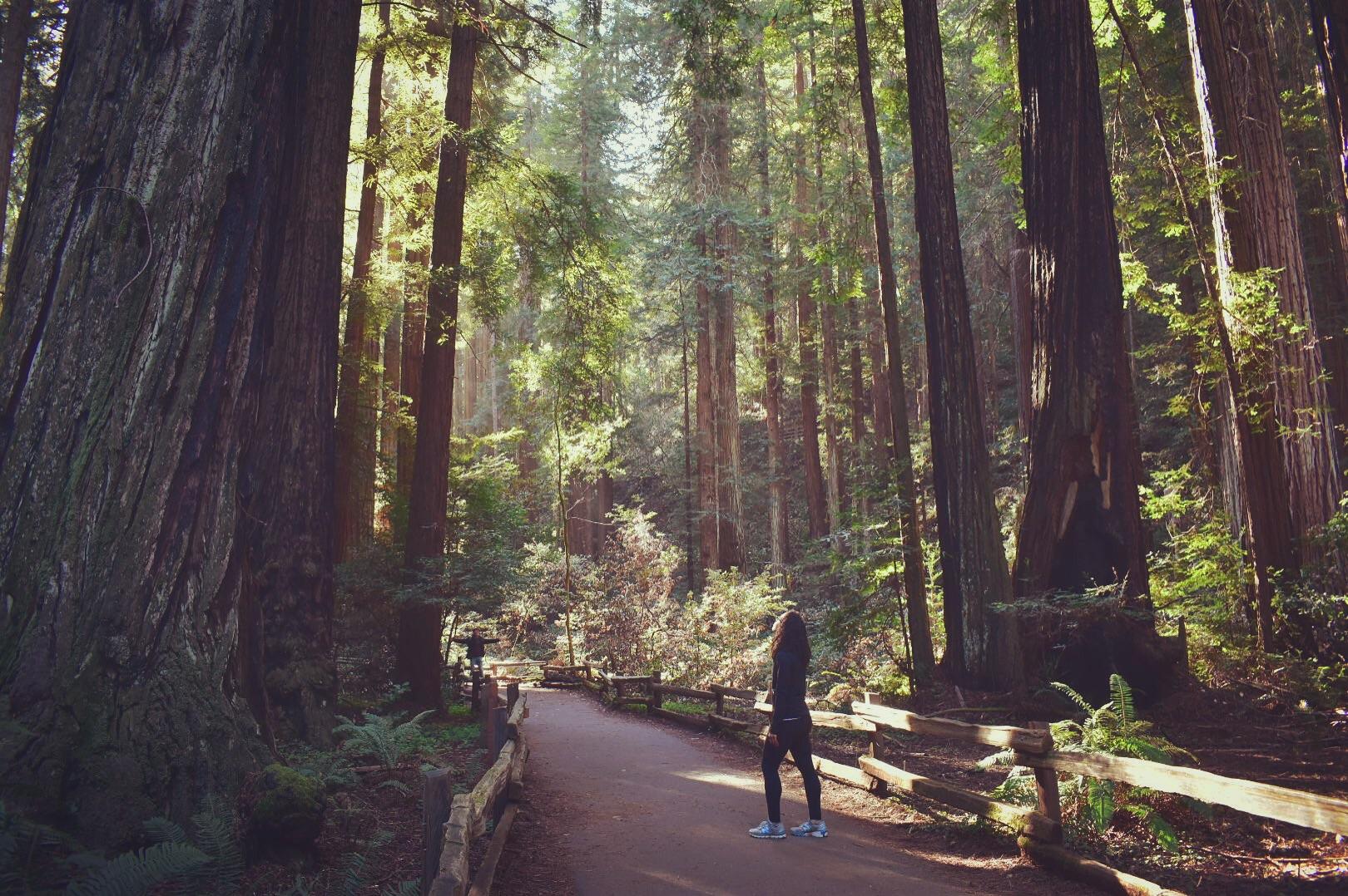 Hiking in Muir Woods National Monument hiking