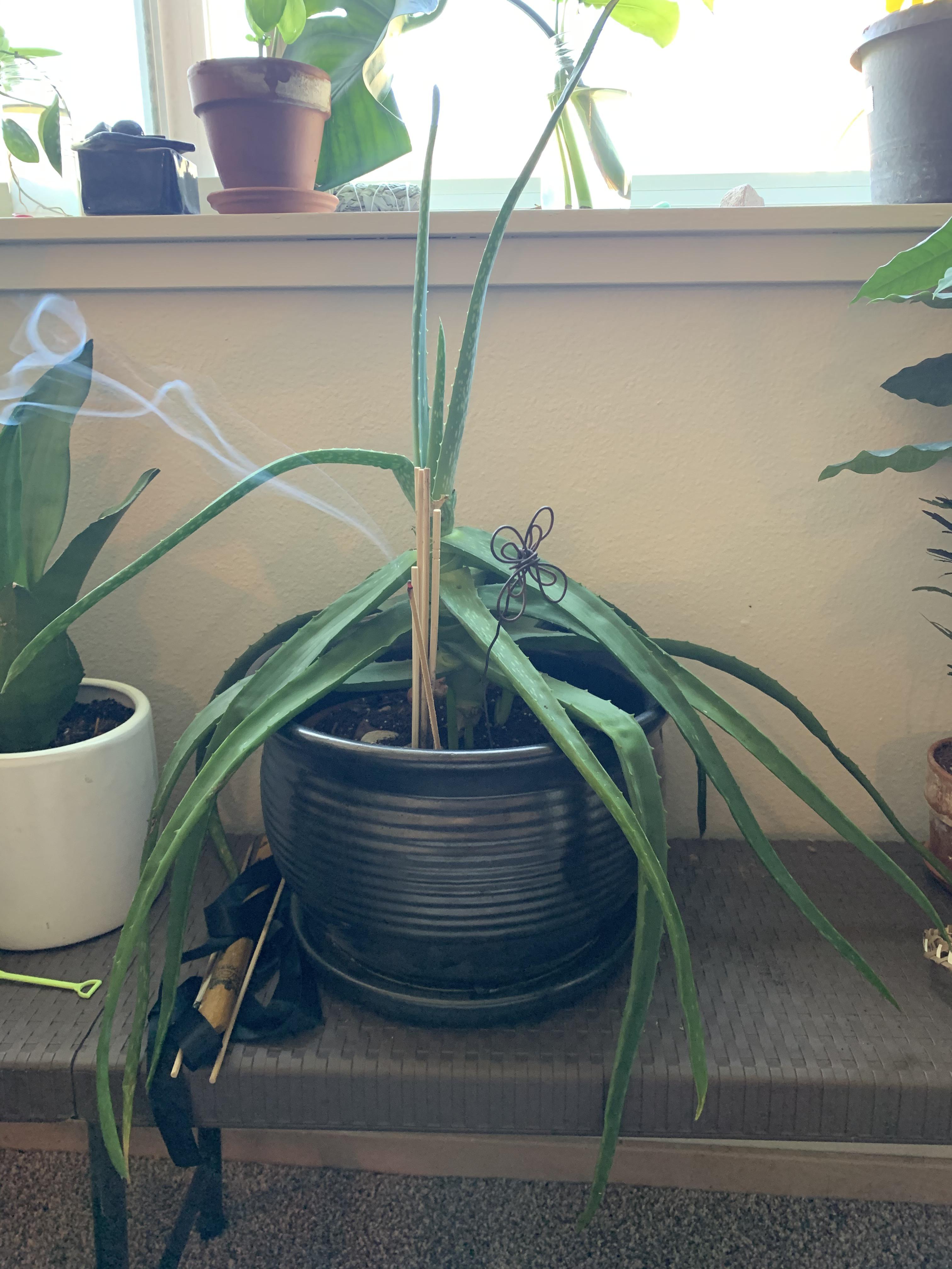 mr overwatered? aloe r/plantclinic