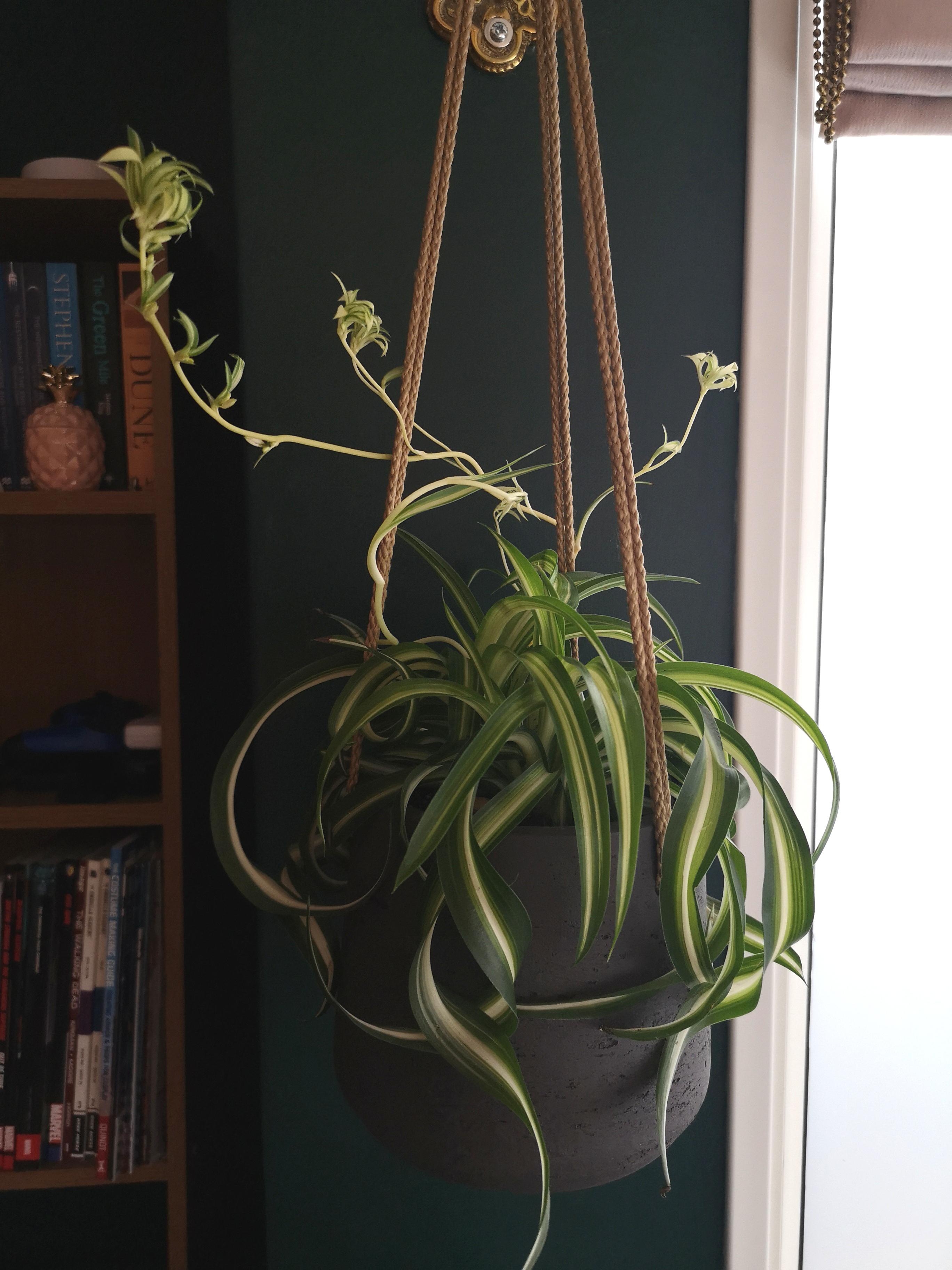 I can't wait for curly spider babies! r/houseplants
